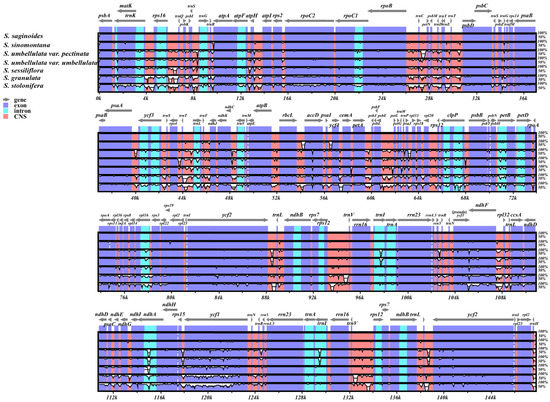 Comparative Analysis of Chloroplast Genomes within Saxifraga