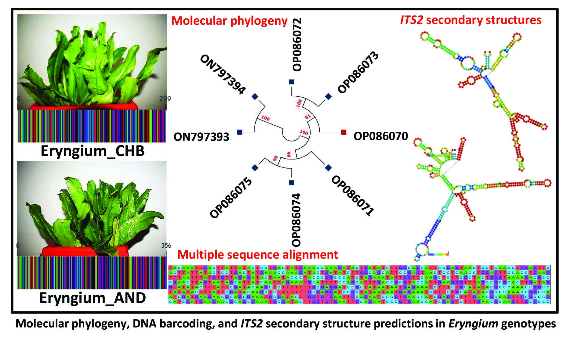 Genes Free FullText Molecular Phylogeny, DNA Barcoding, and ITS2