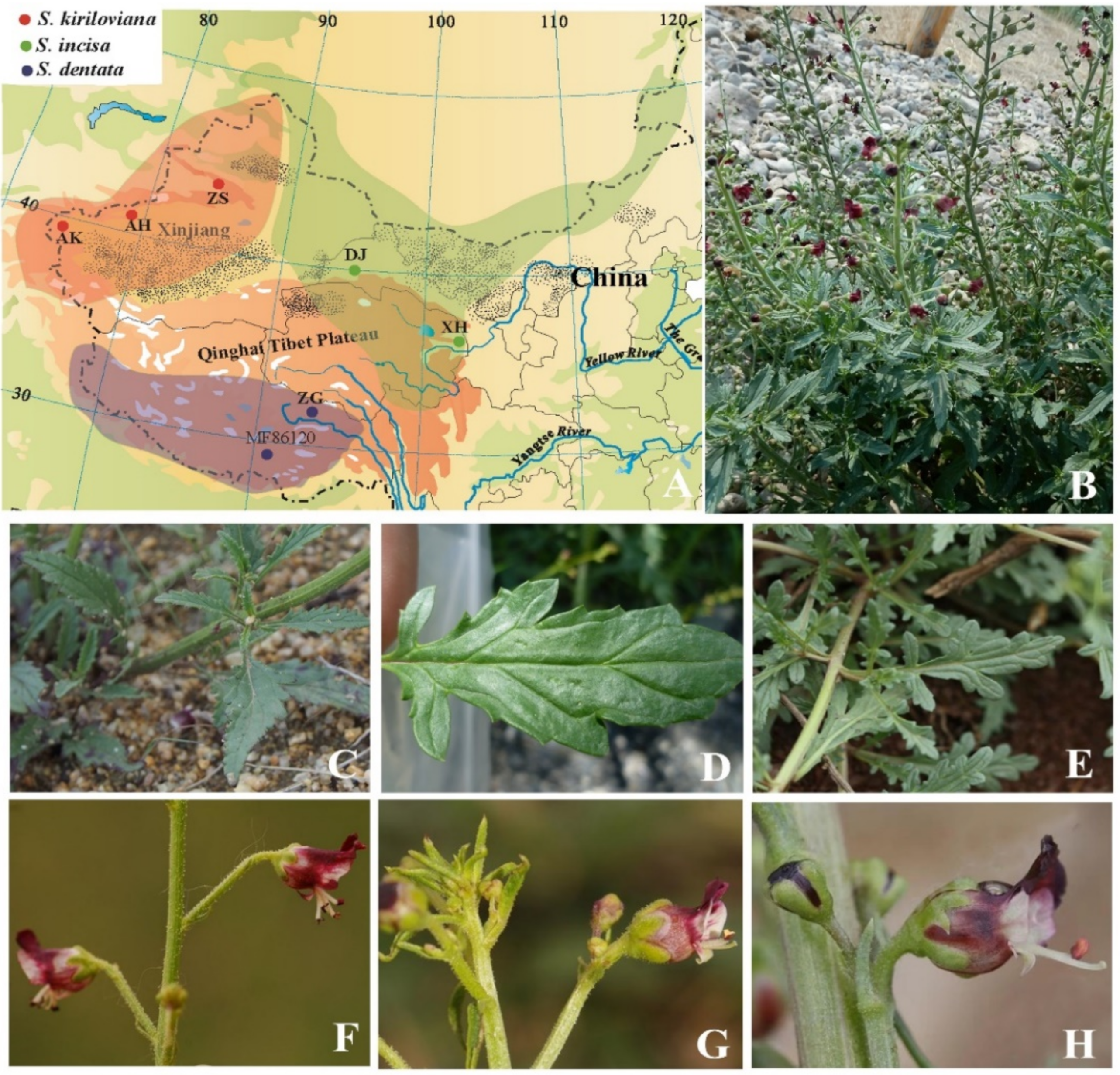 Genes 13 01691 g001 Genes 13 01691 g001
