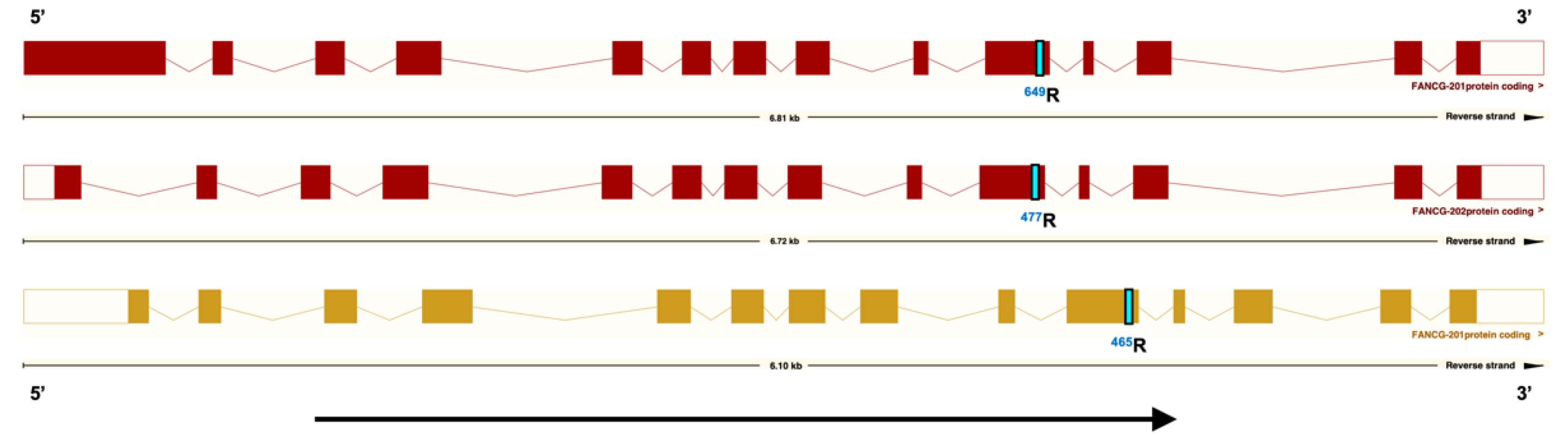 Genes 13 01693 g002 Genes 13 01693 g002