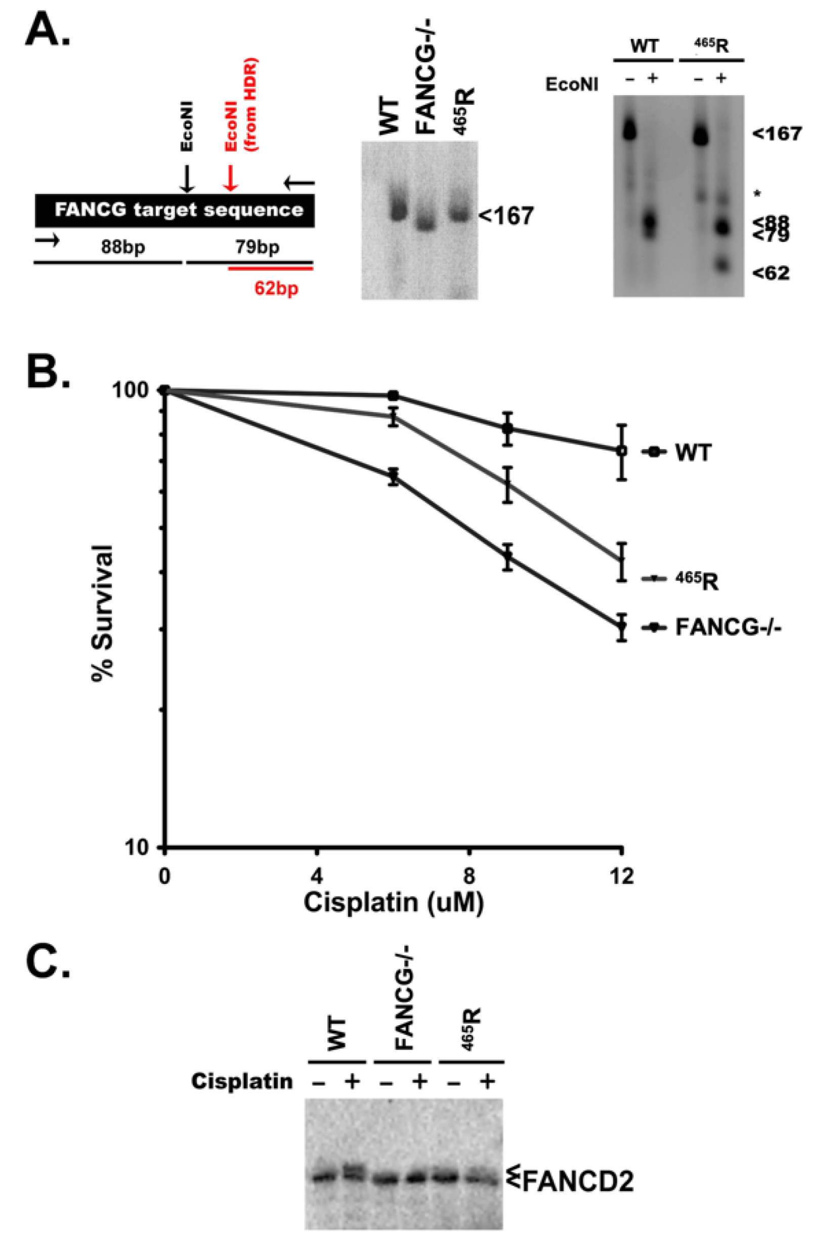 Genes 13 01693 g006 Genes 13 01693 g006