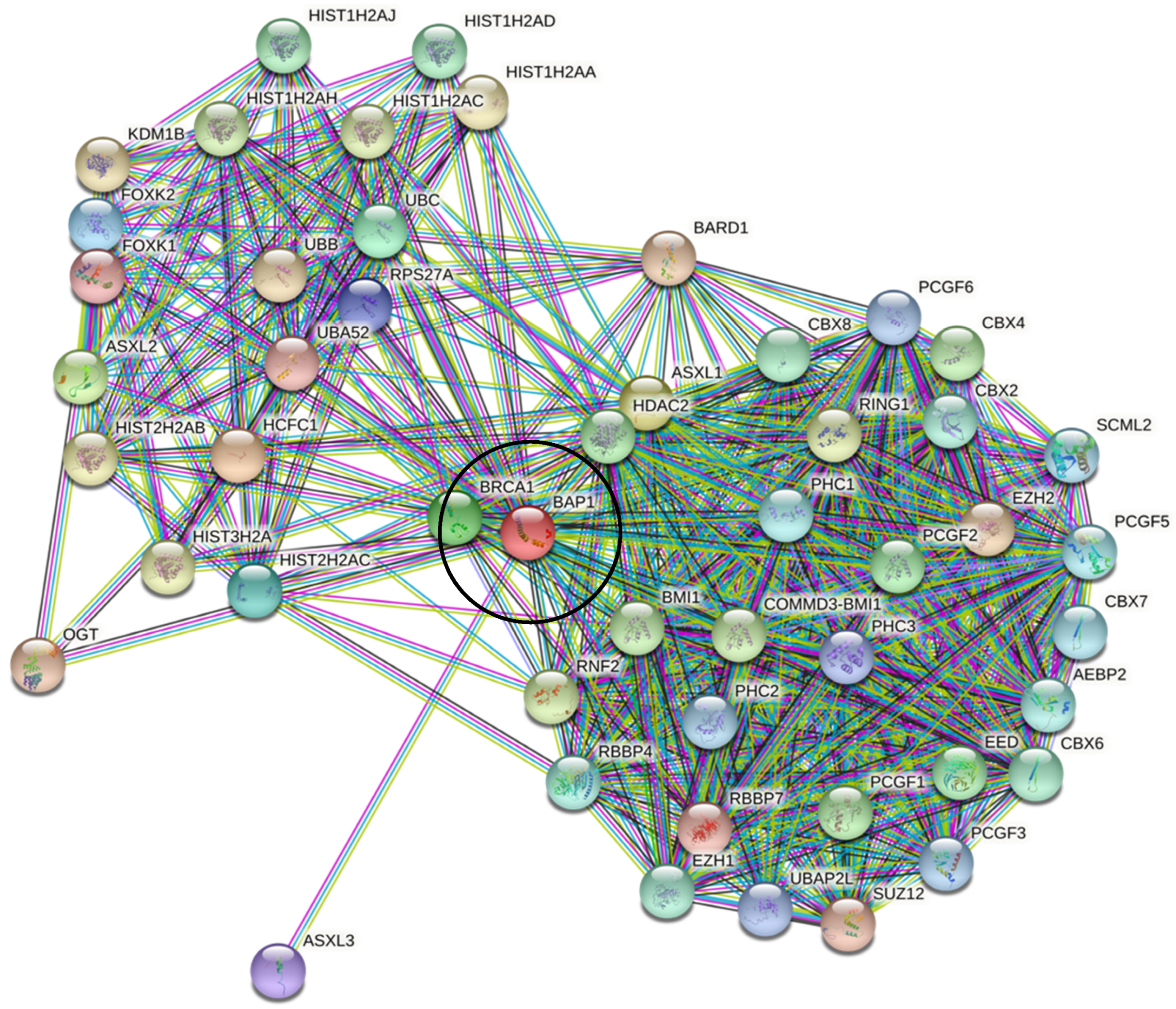 Genes 13 01703 g004 Genes 13 01703 g004