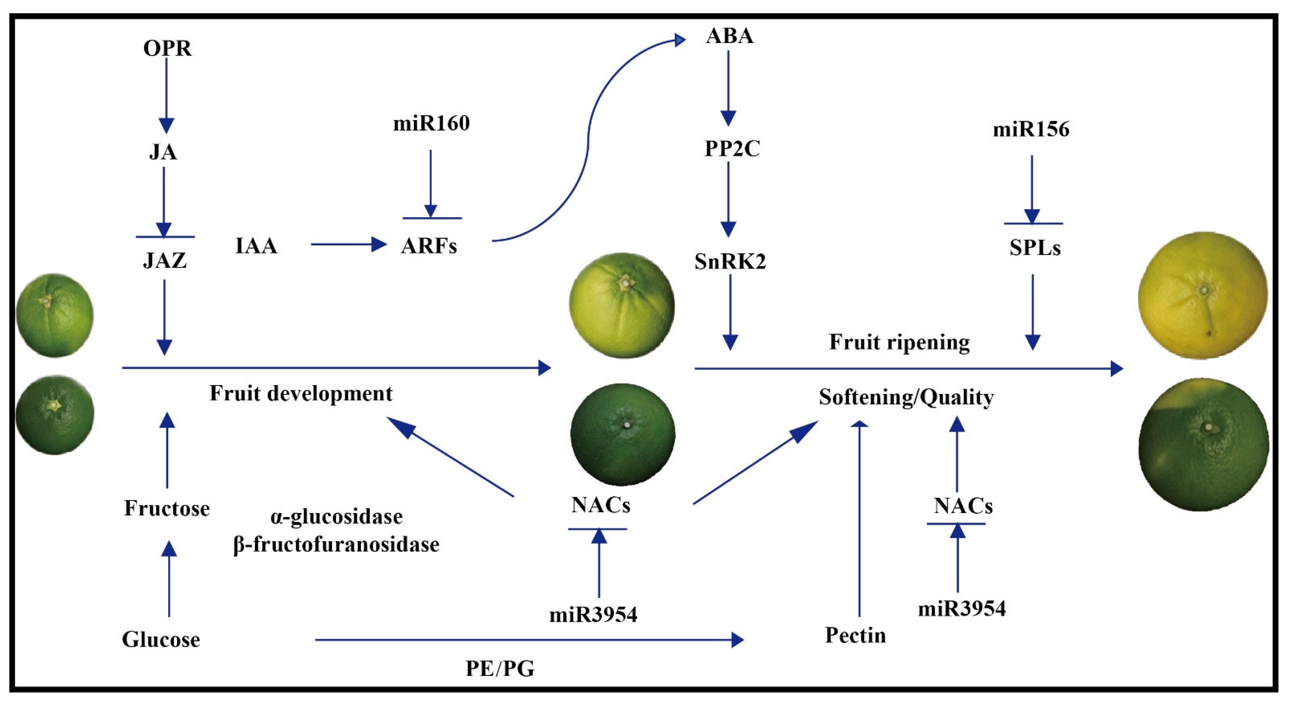 Genes 13 01706 g010 Genes 13 01706 g010