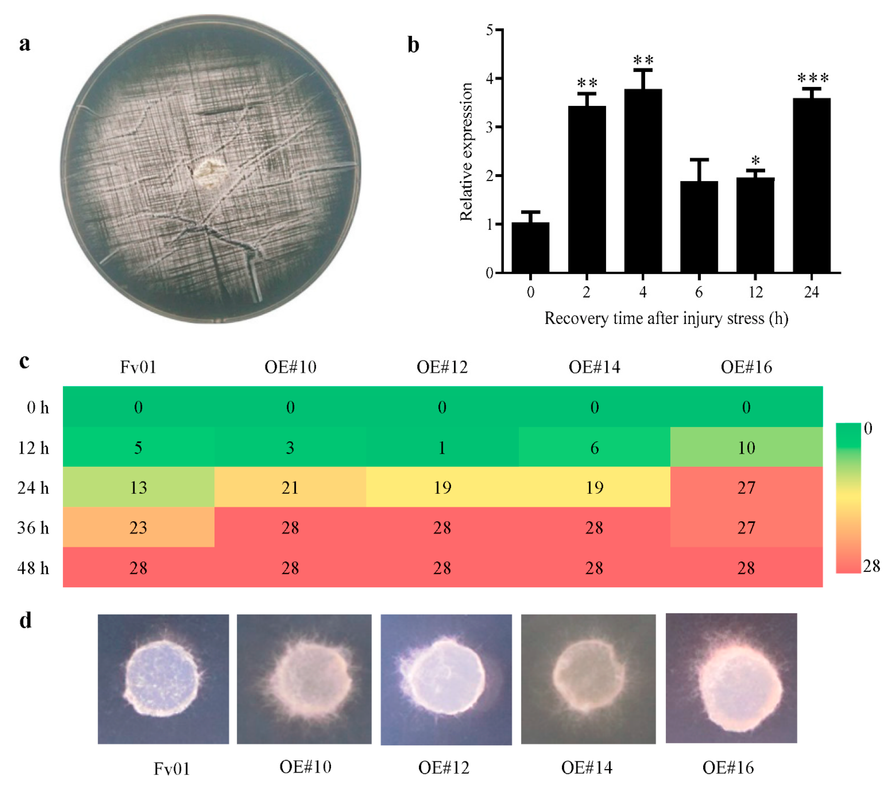 Genes 13 01753 g004 Genes 13 01753 g004