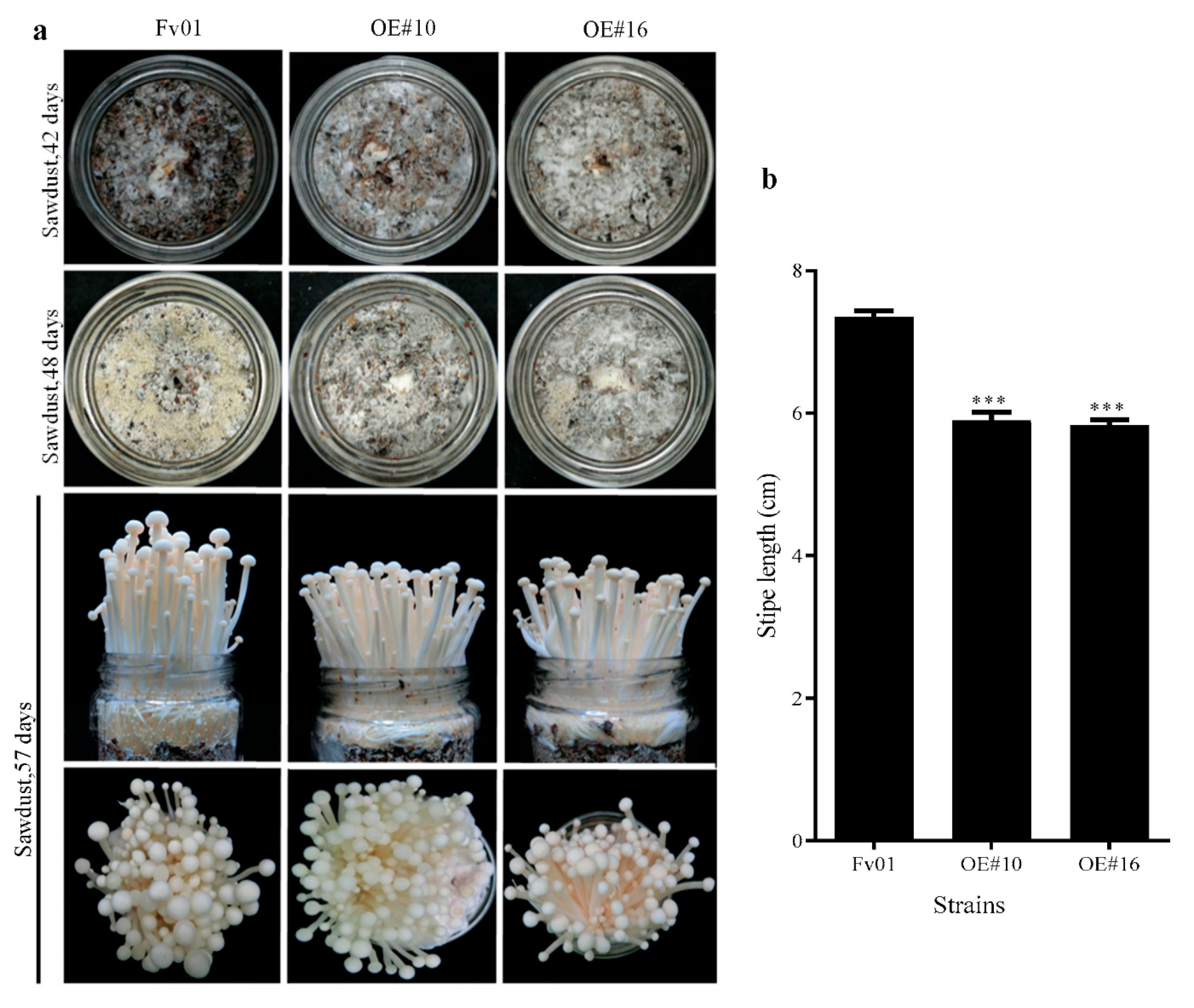 Genes 13 01753 g006 Genes 13 01753 g006