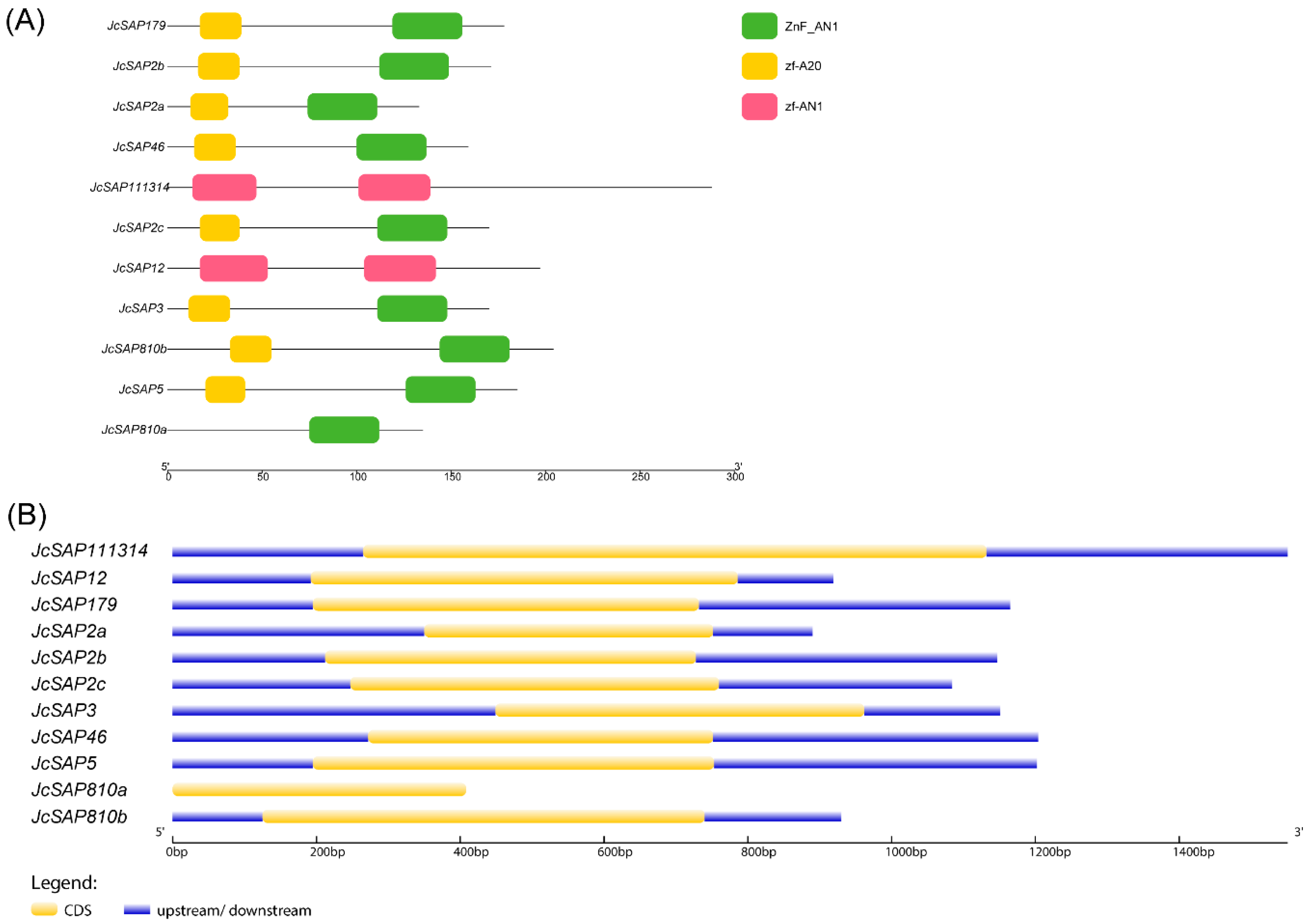 Genes 13 01766 g003 550