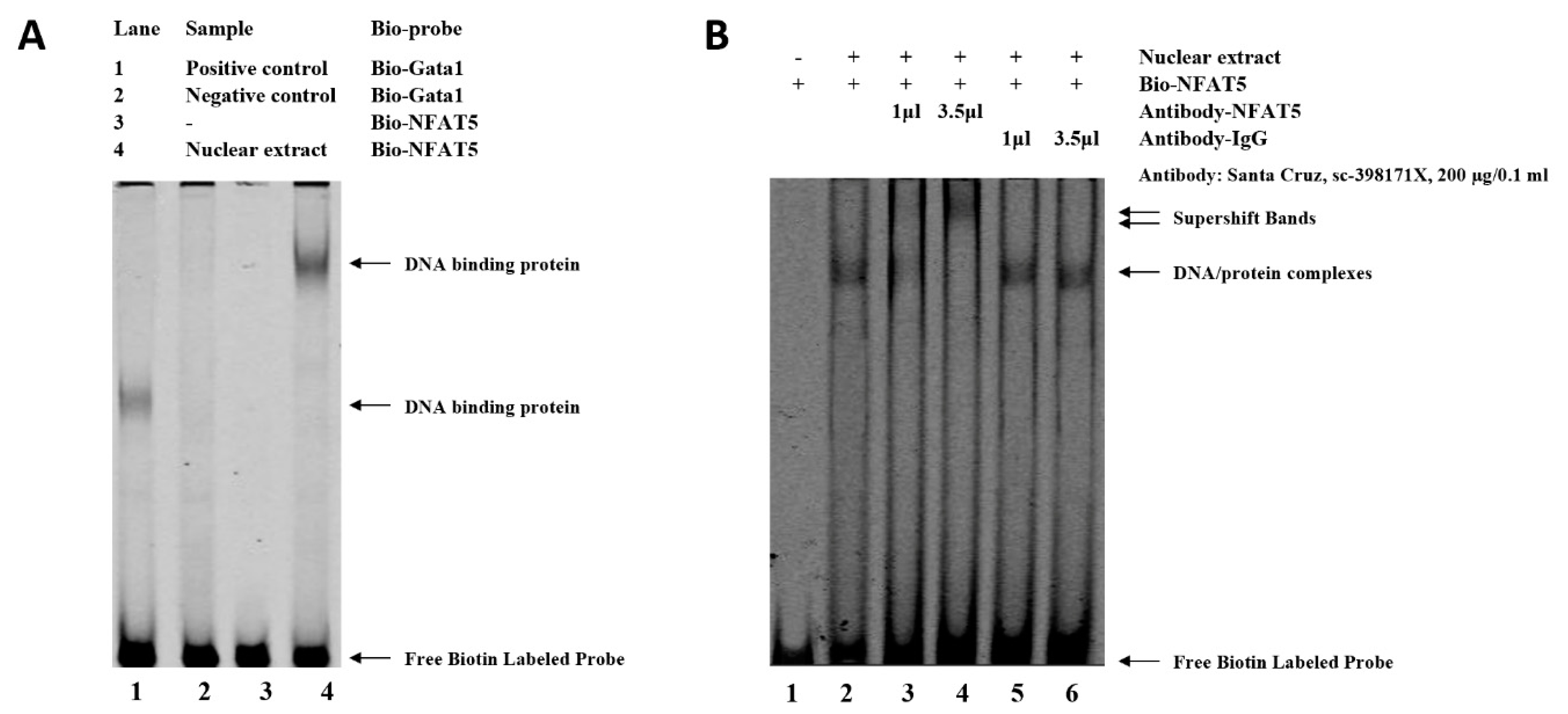 Genes 13 01774 g004 Genes 13 01774 g004