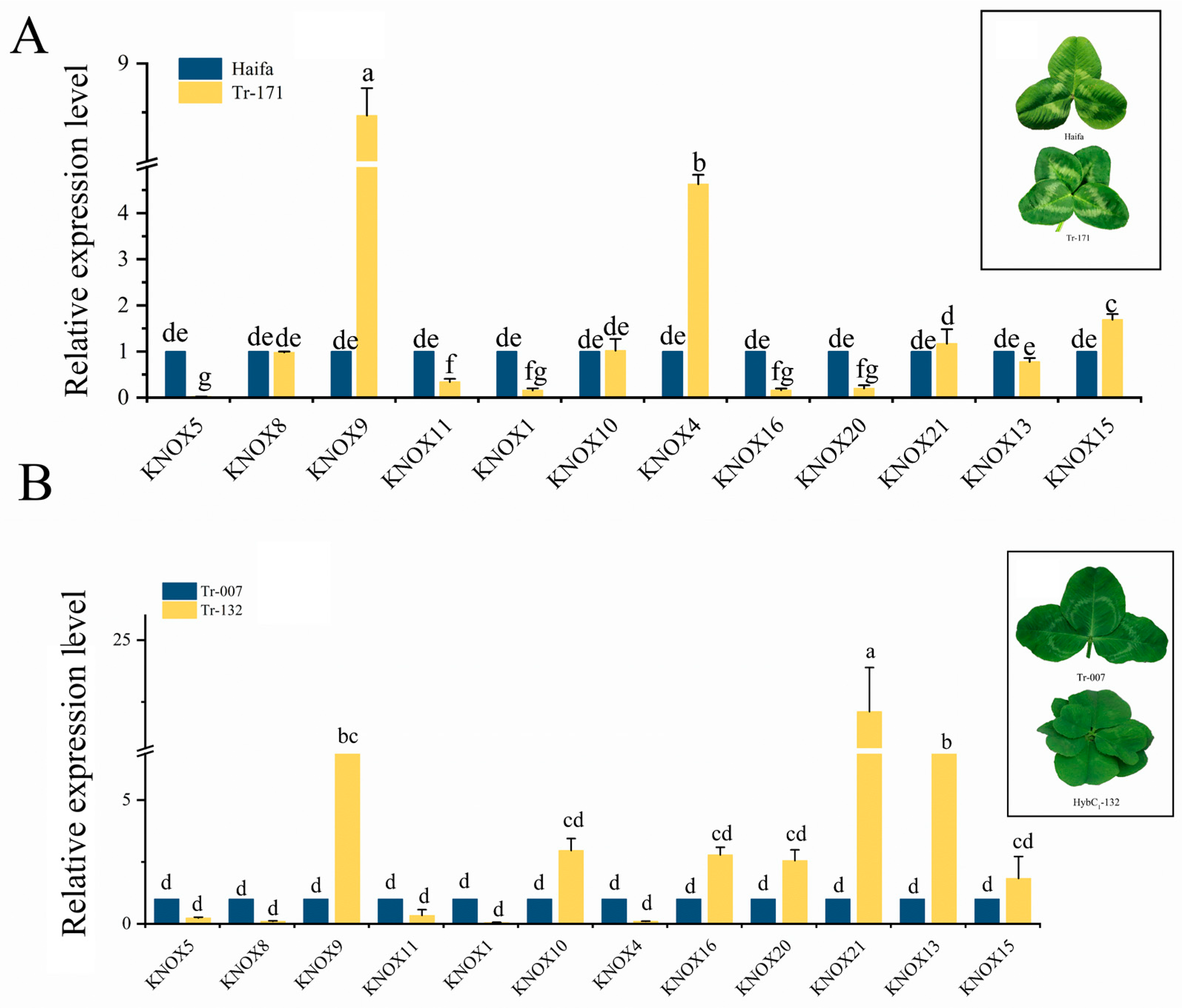 Genes 13 01778 g008