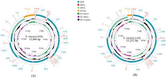 流行り の ブランド  Diversity Genetic The and Extant in Time Divergence the 語学・辞書・学習参考書