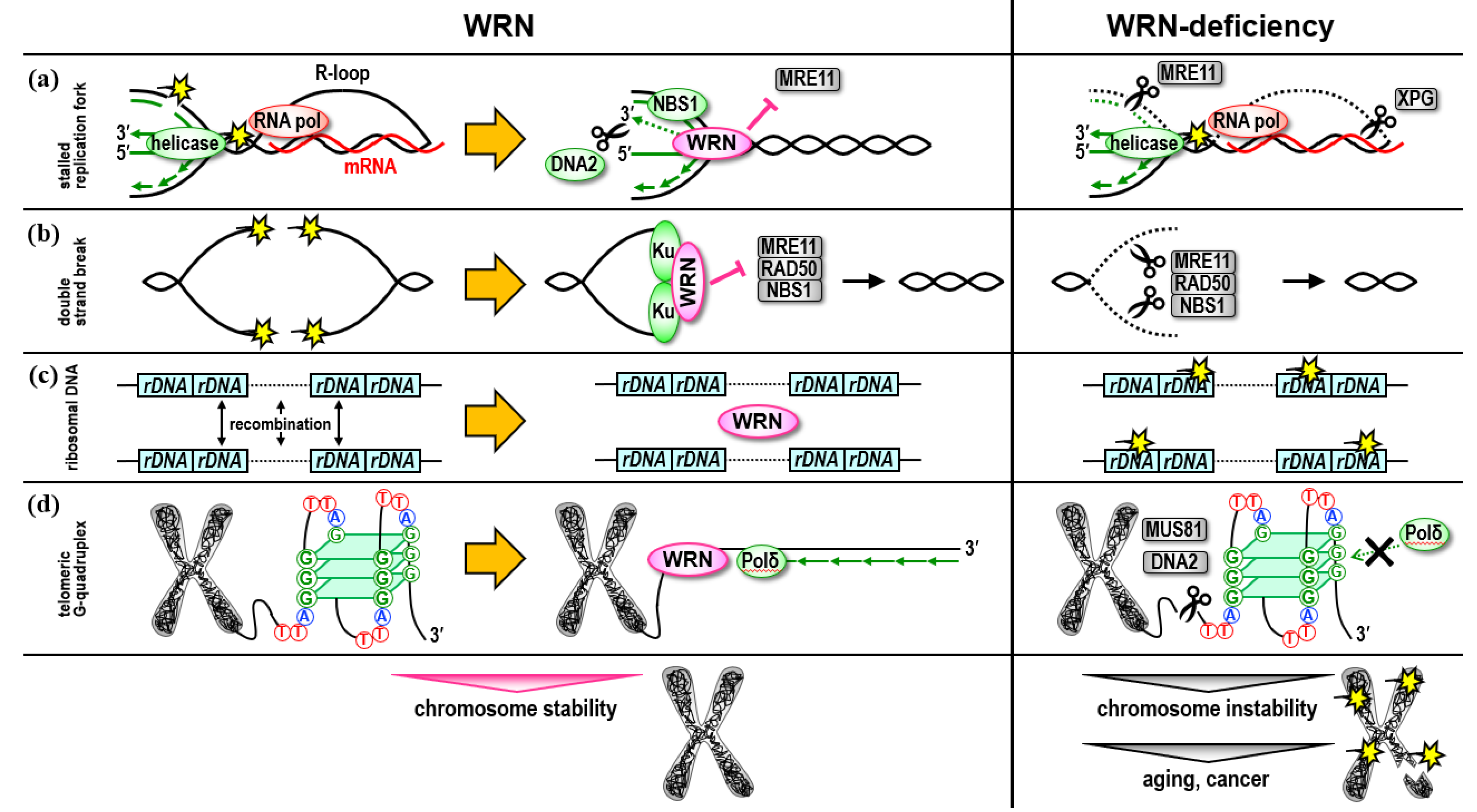 Genes 13 01802 g001 550