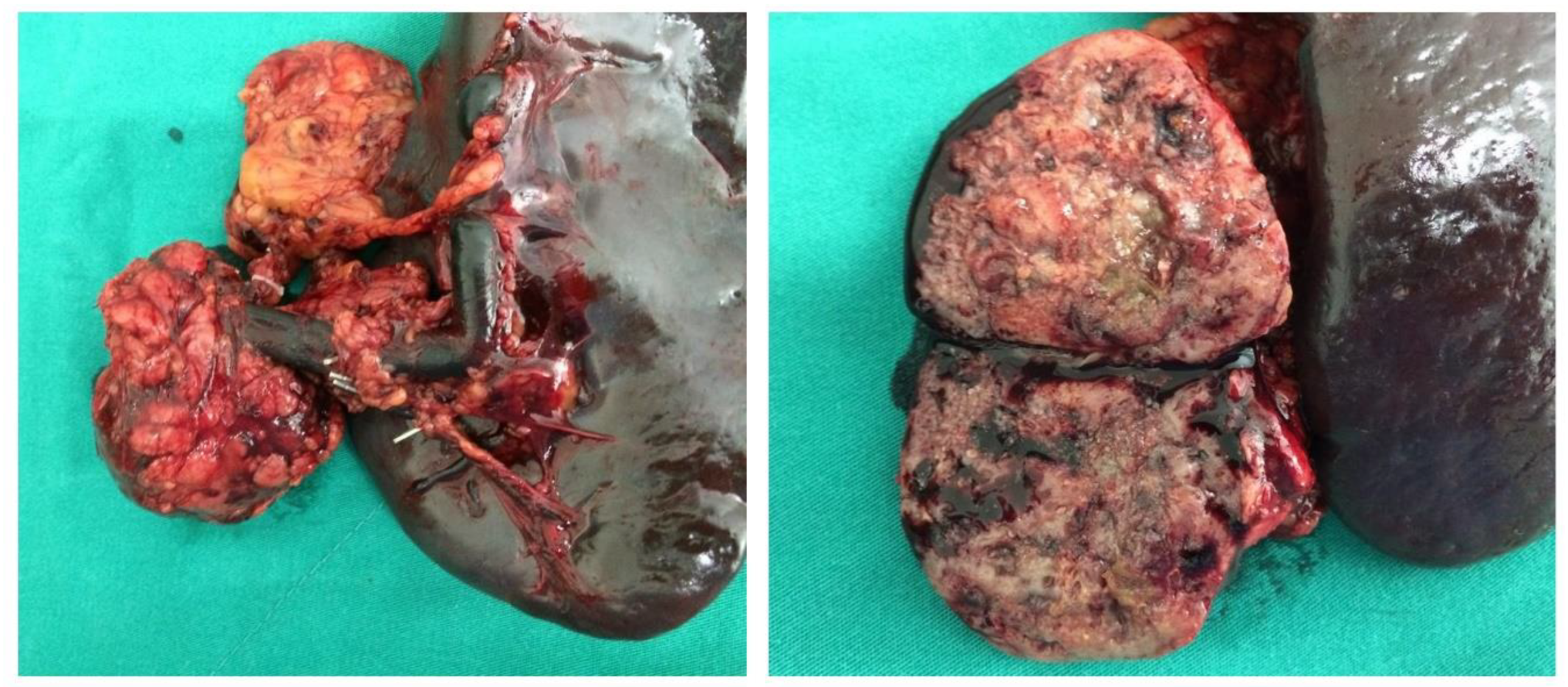 Genes 13 01809 g003 Genes 13 01809 g003