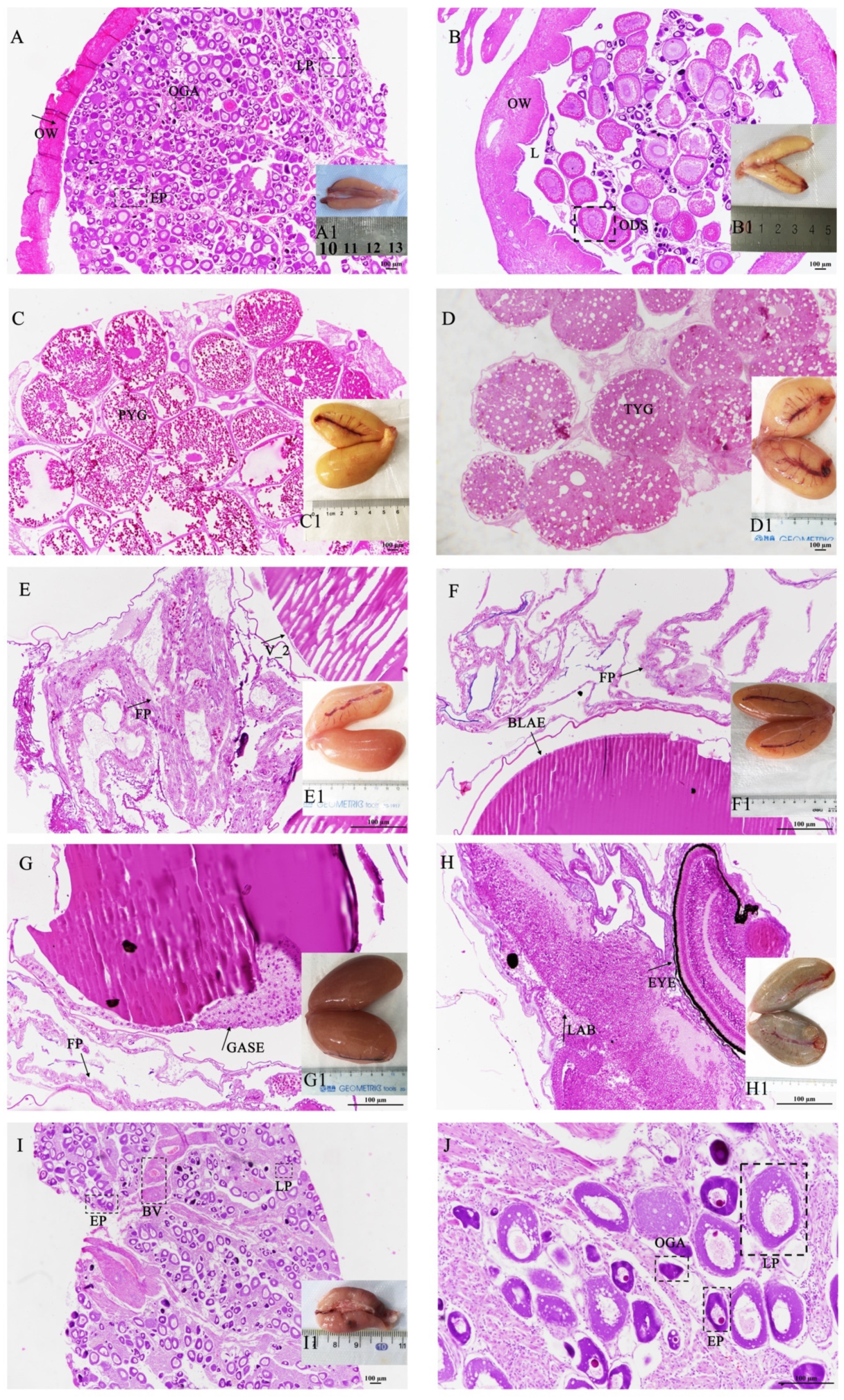 Genes 13 01812 g002 Genes 13 01812 g002