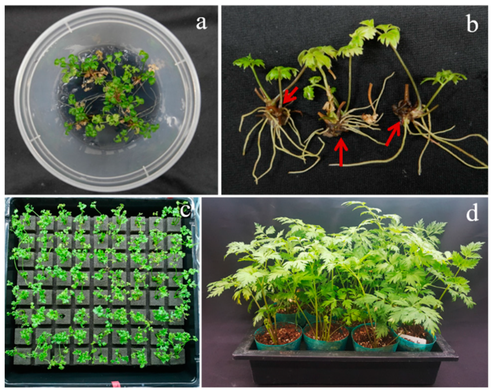 Genes 13 01815 g007 Genes 13 01815 g007