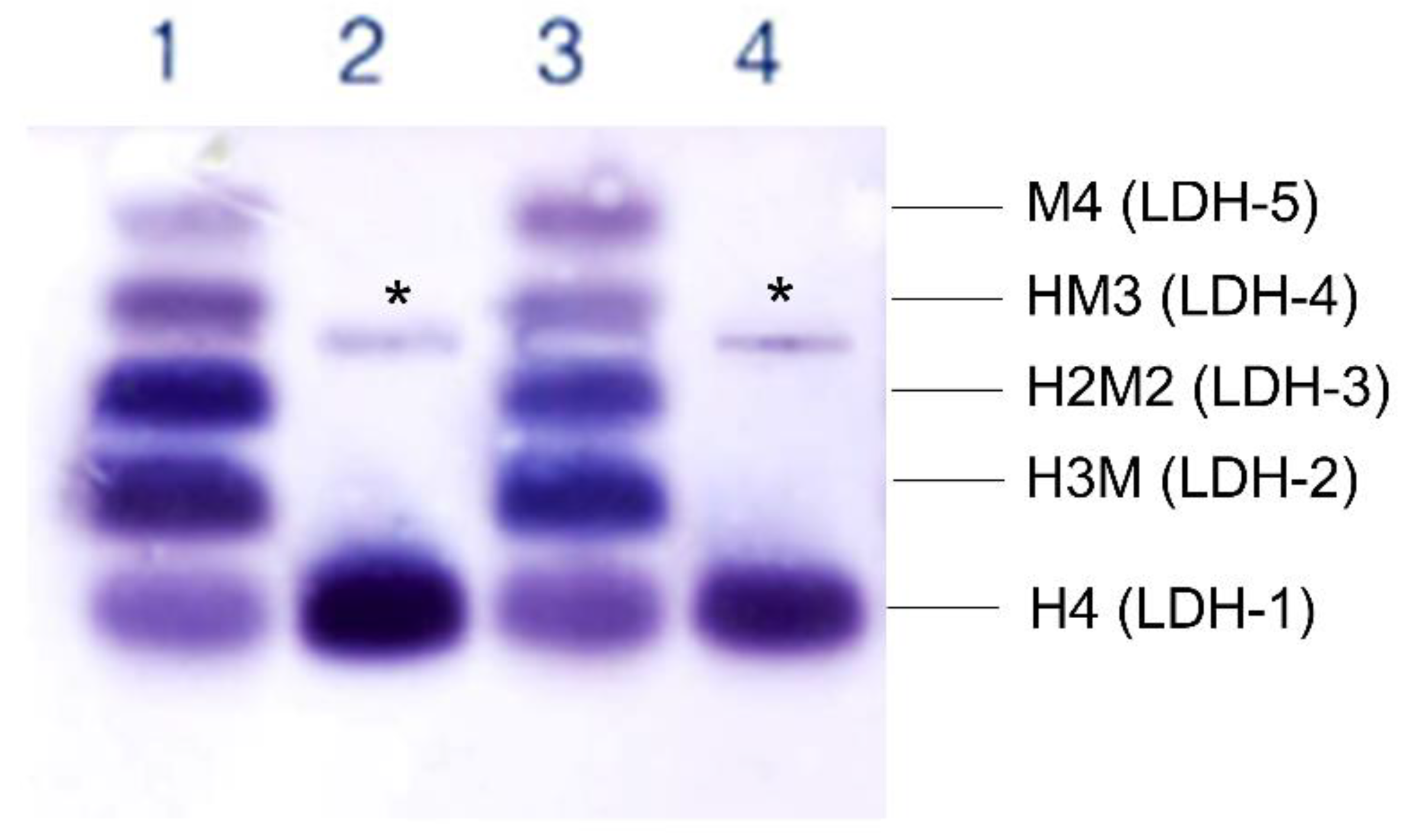 Genes 13 01835 g004