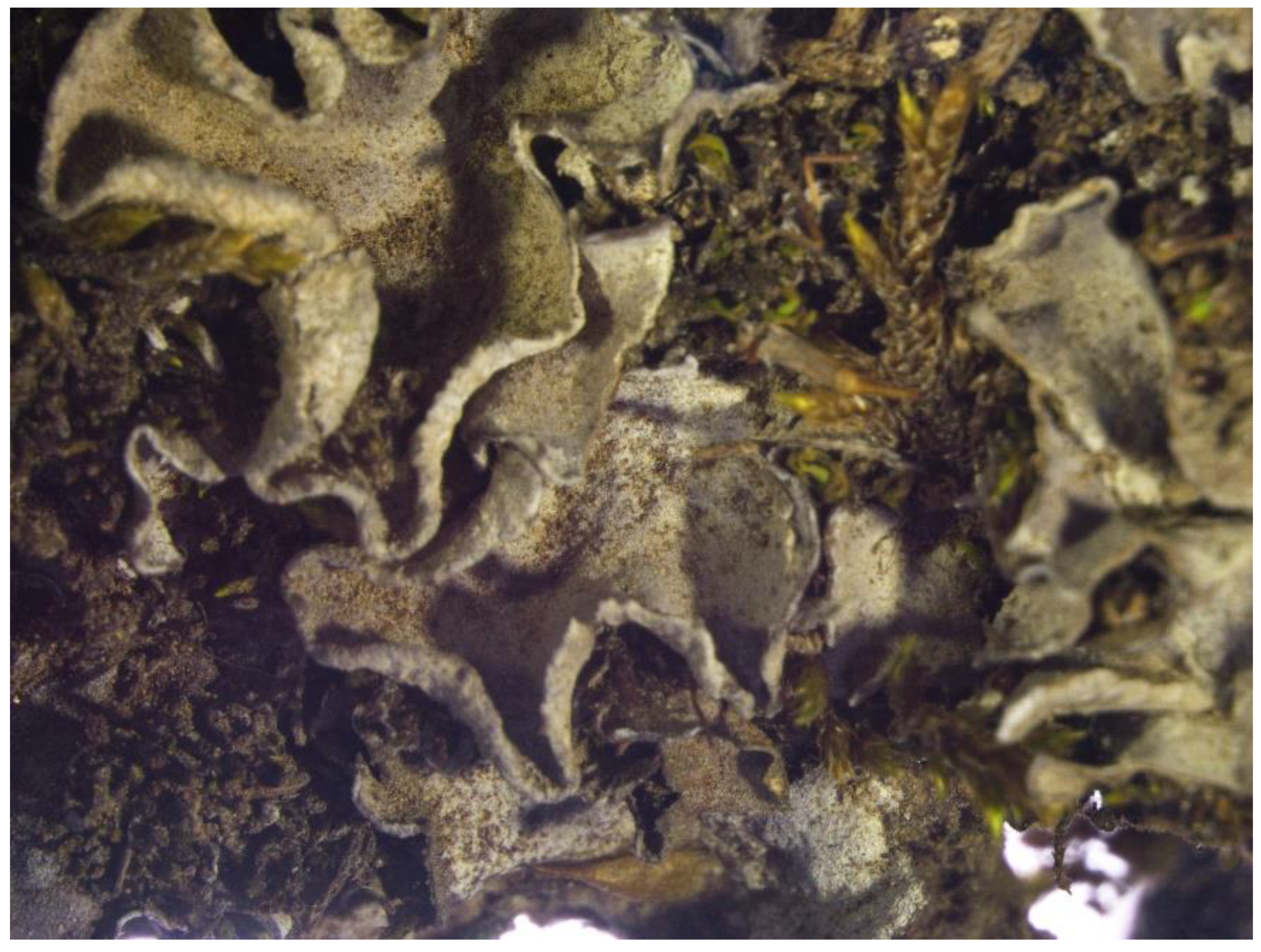 Genes 13 01840 g001 Genes 13 01840 g001