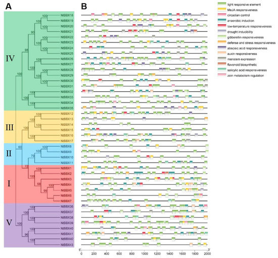 The Function of BBX Gene Family under Multiple Stresses in Nicotiana ...