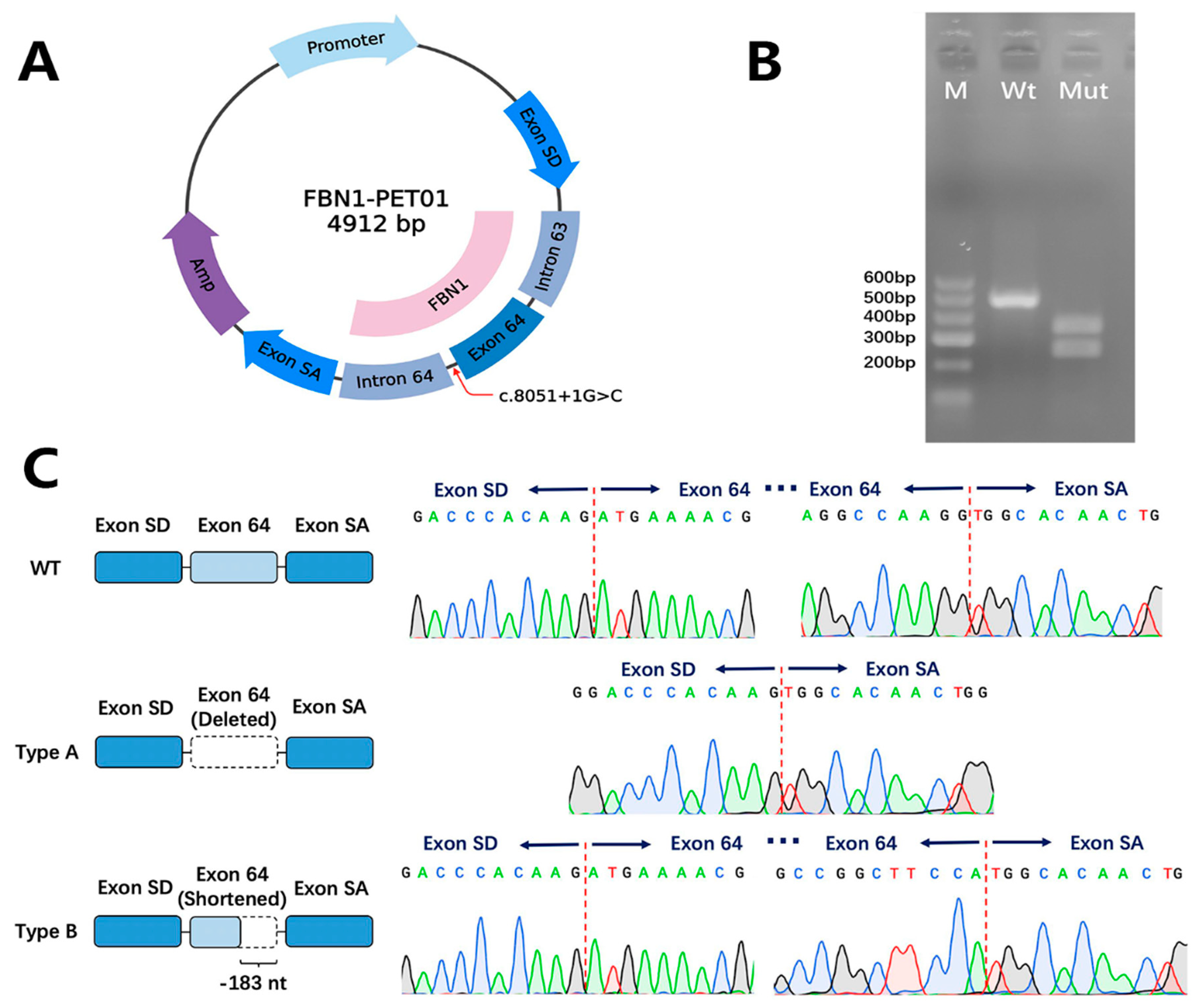 Genes 13 01842 g003