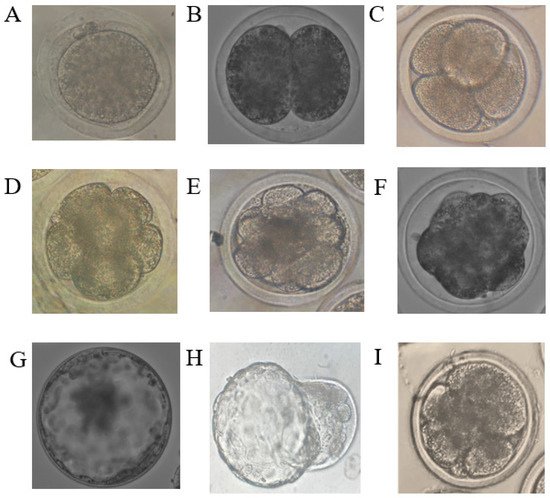 Evaluation of the Maturity and Gene Expression of Sheep Oocytes and ...