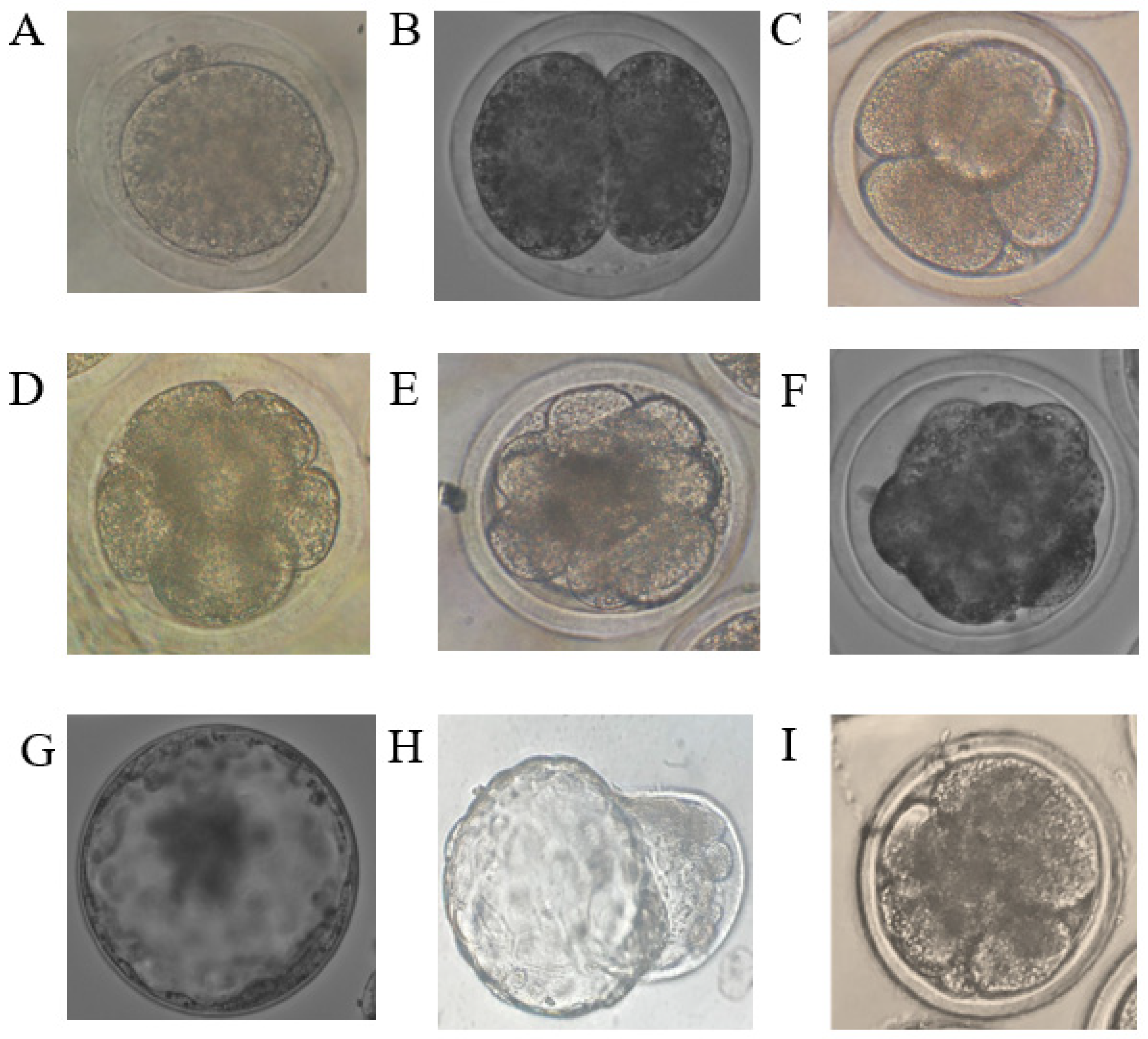 Genes 13 01844 g001 Genes 13 01844 g001