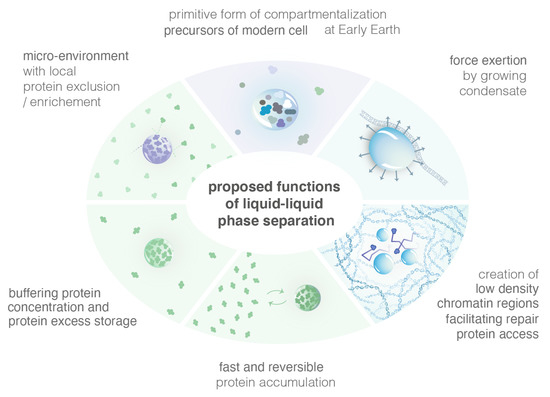 Repair Foci as Liquid Phase Separation: Evidence and Limitations