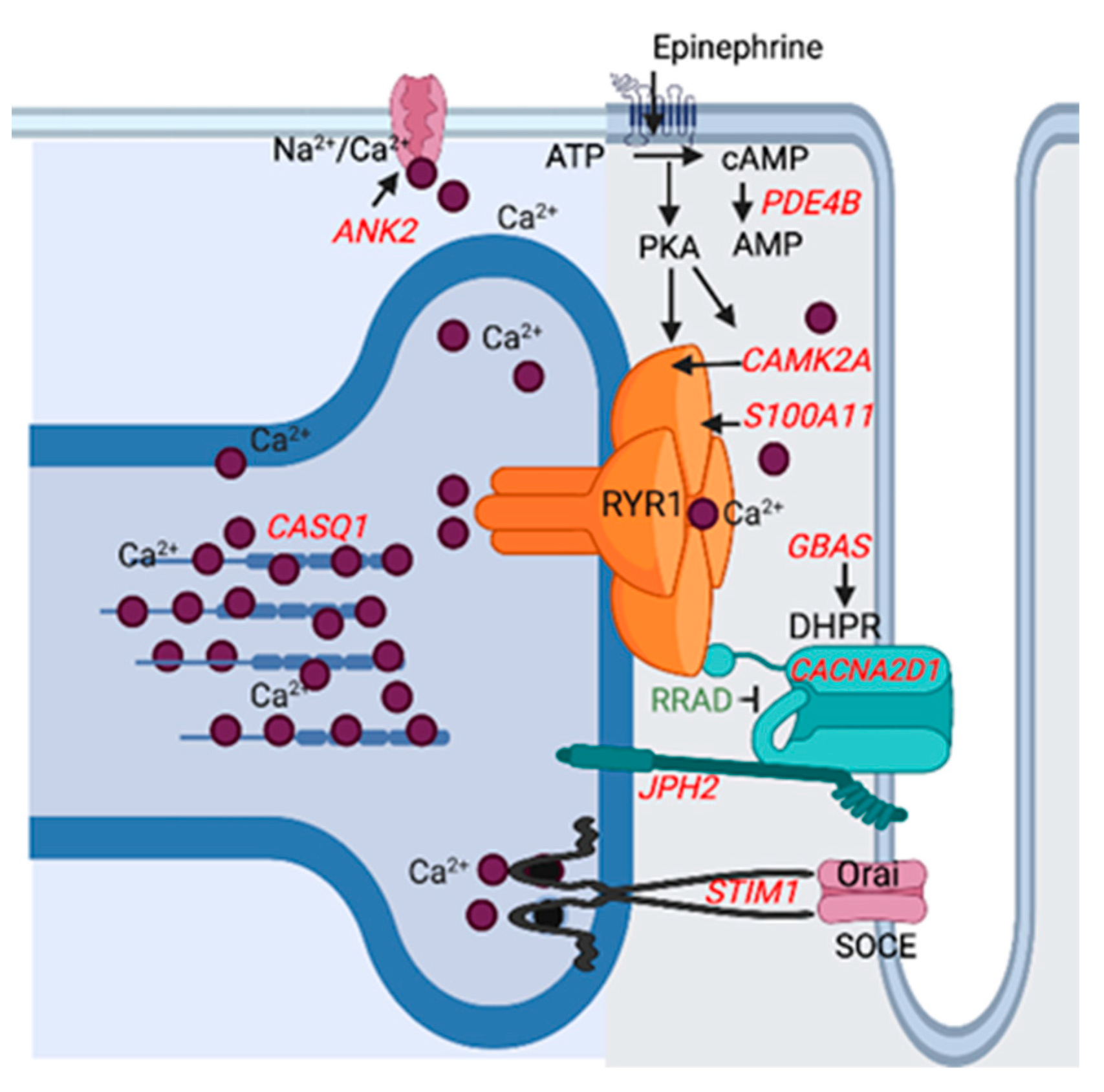 Genes 13 01853 g004 Genes 13 01853 g004