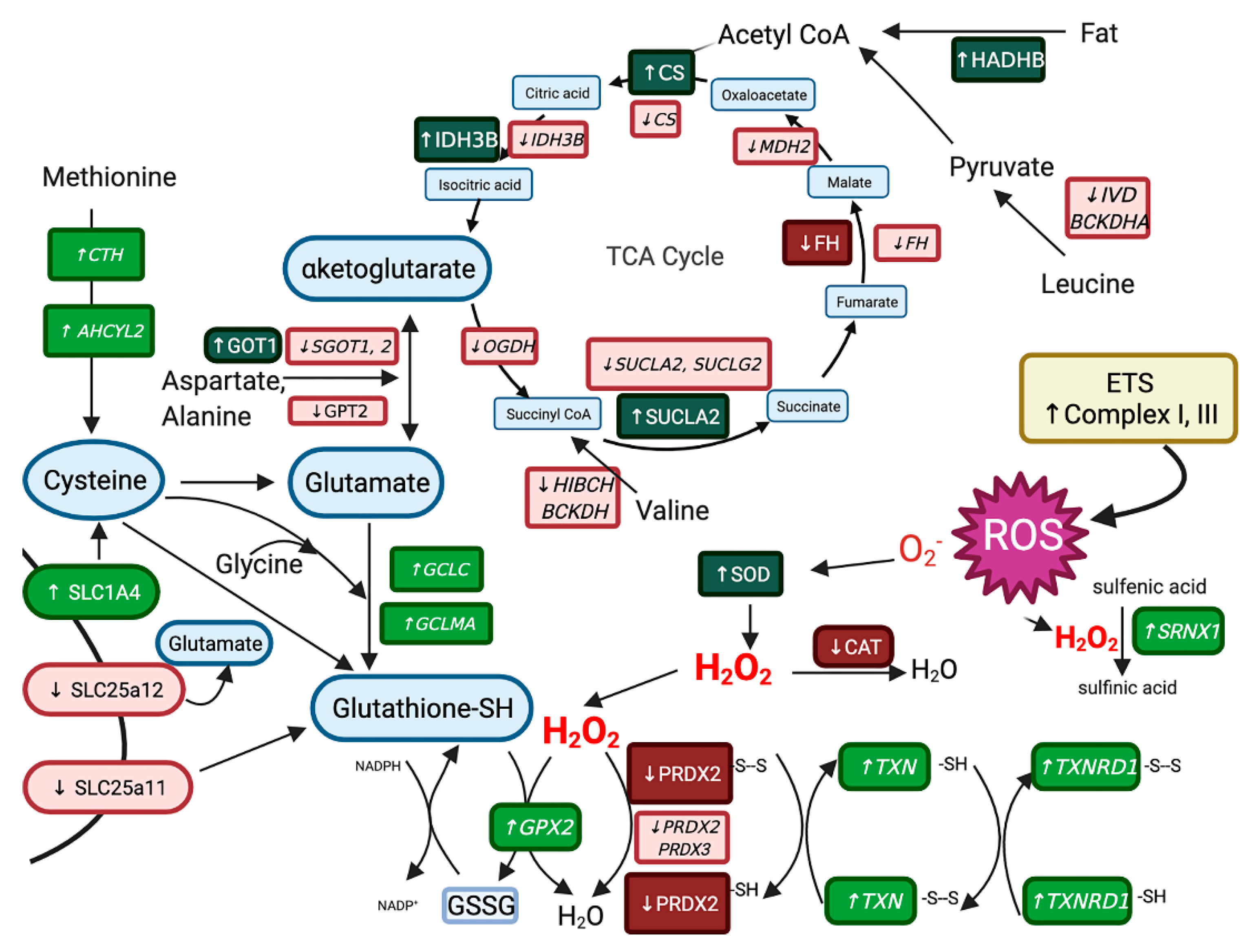Genes 13 01853 g008 Genes 13 01853 g008