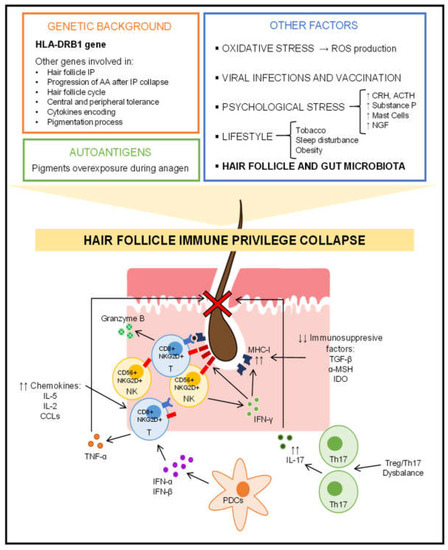 Genes | Free Full-Text | How Our Microbiome Influences the Pathogenesis of Alopecia Areata Genes | Free Full-Text | How Our Microbiome Influences the Pathogenesis of Alopecia Areata
