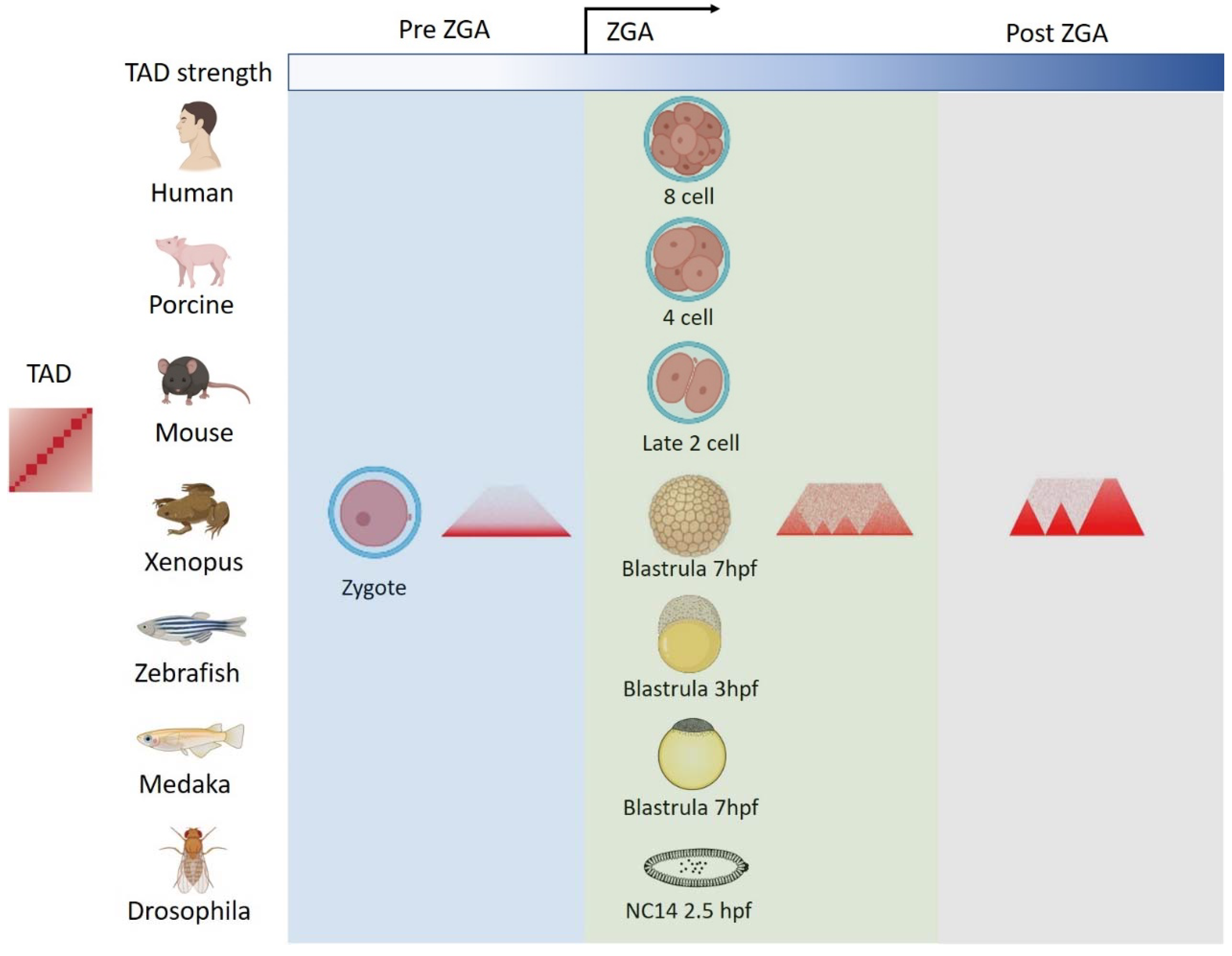 Genes 13 01864 g002 Genes 13 01864 g002