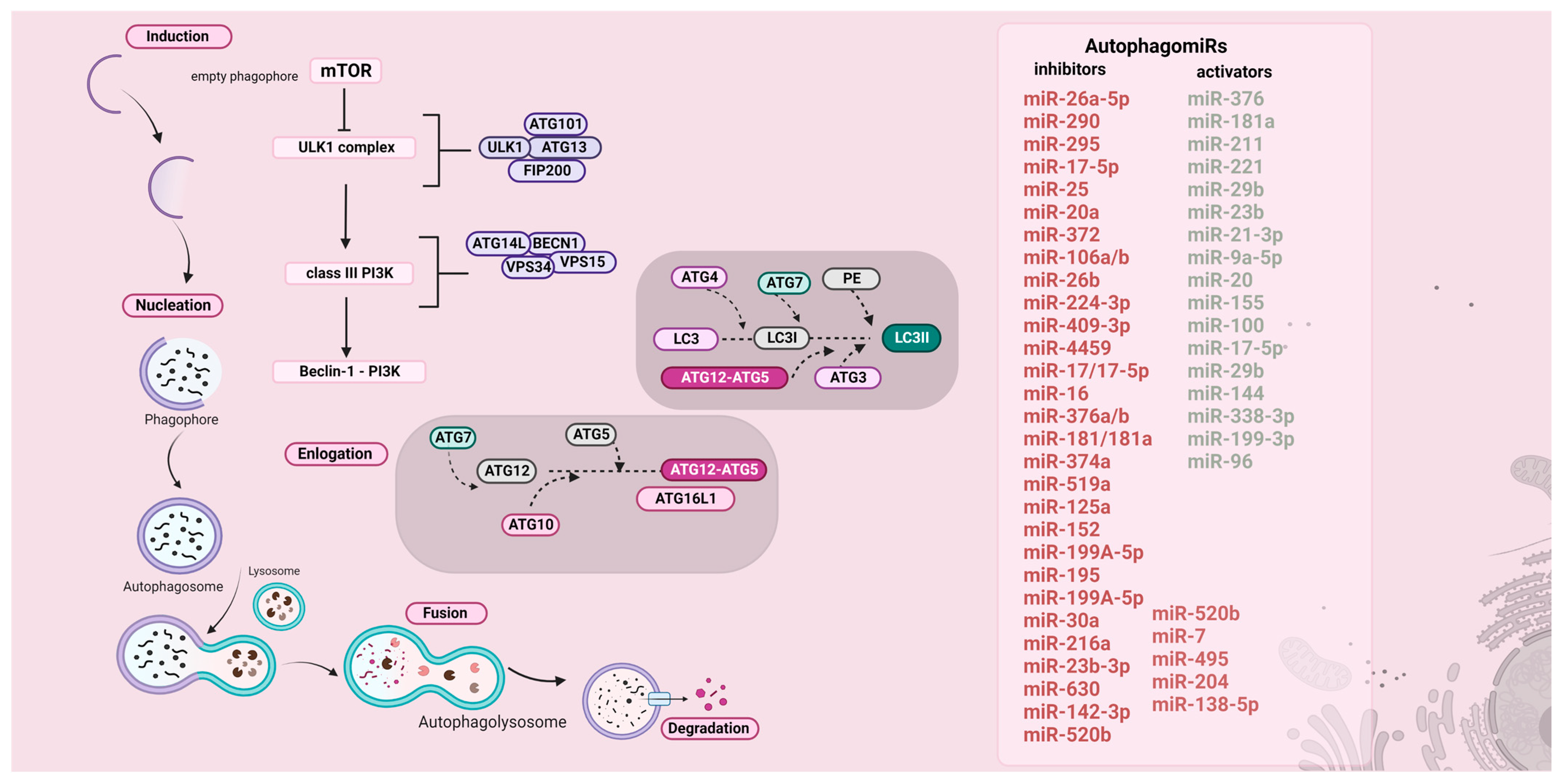 Genes 13 01868 g002 Genes 13 01868 g002