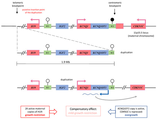 The long noncoding RNA H19 regulates tumor plasticity in