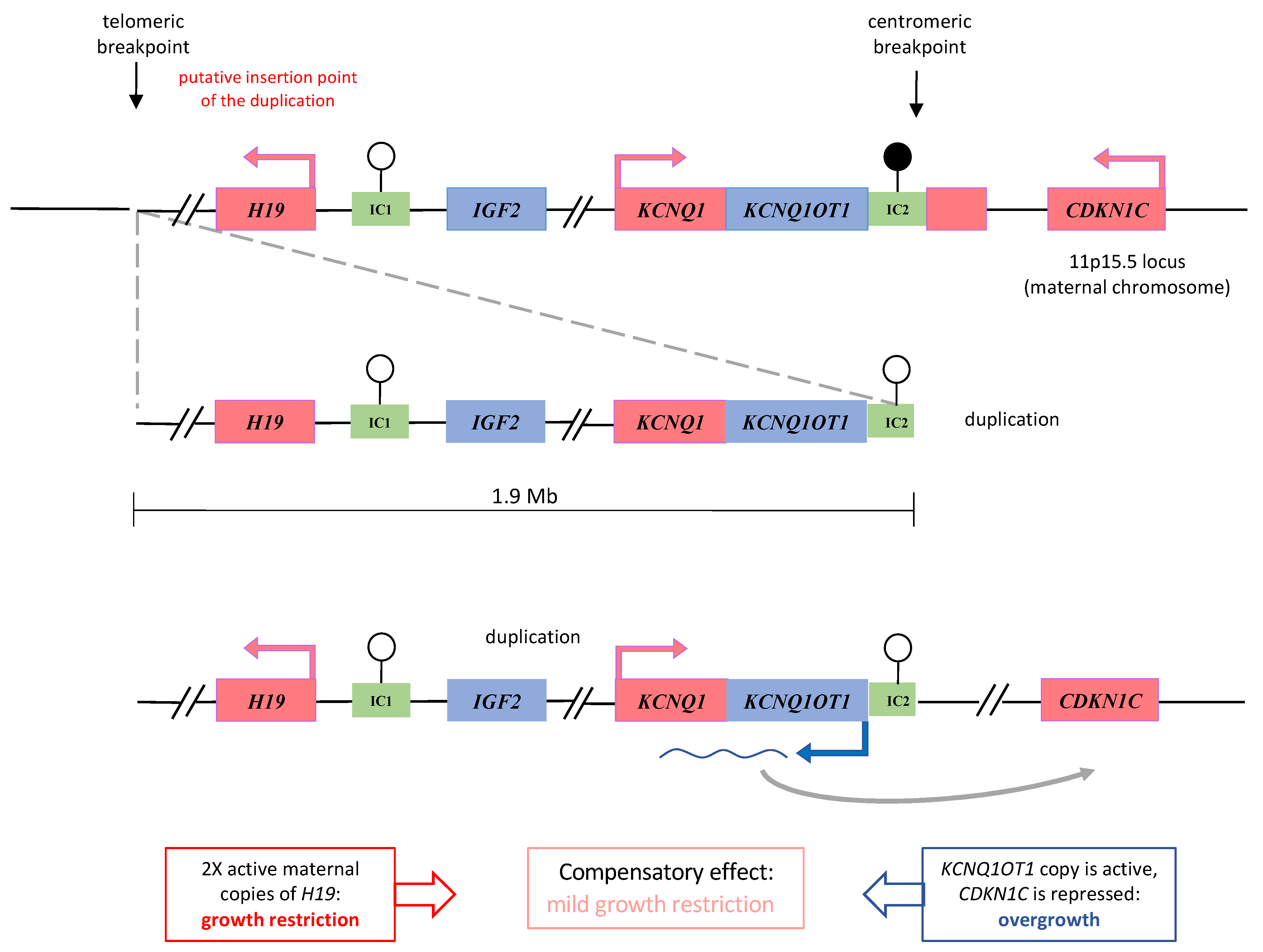 Genes 13 01875 g003 Genes 13 01875 g003