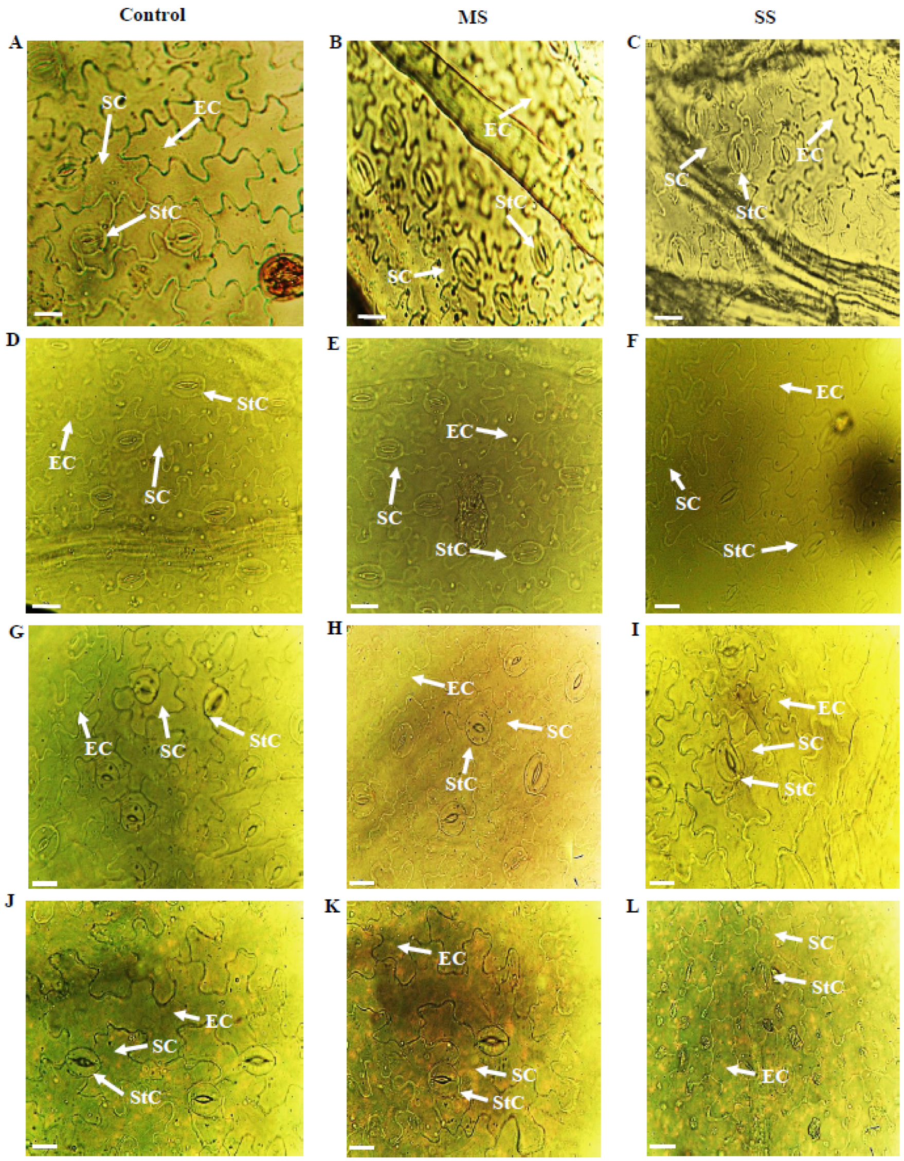 Genes 13 01877 g001 Genes 13 01877 g001
