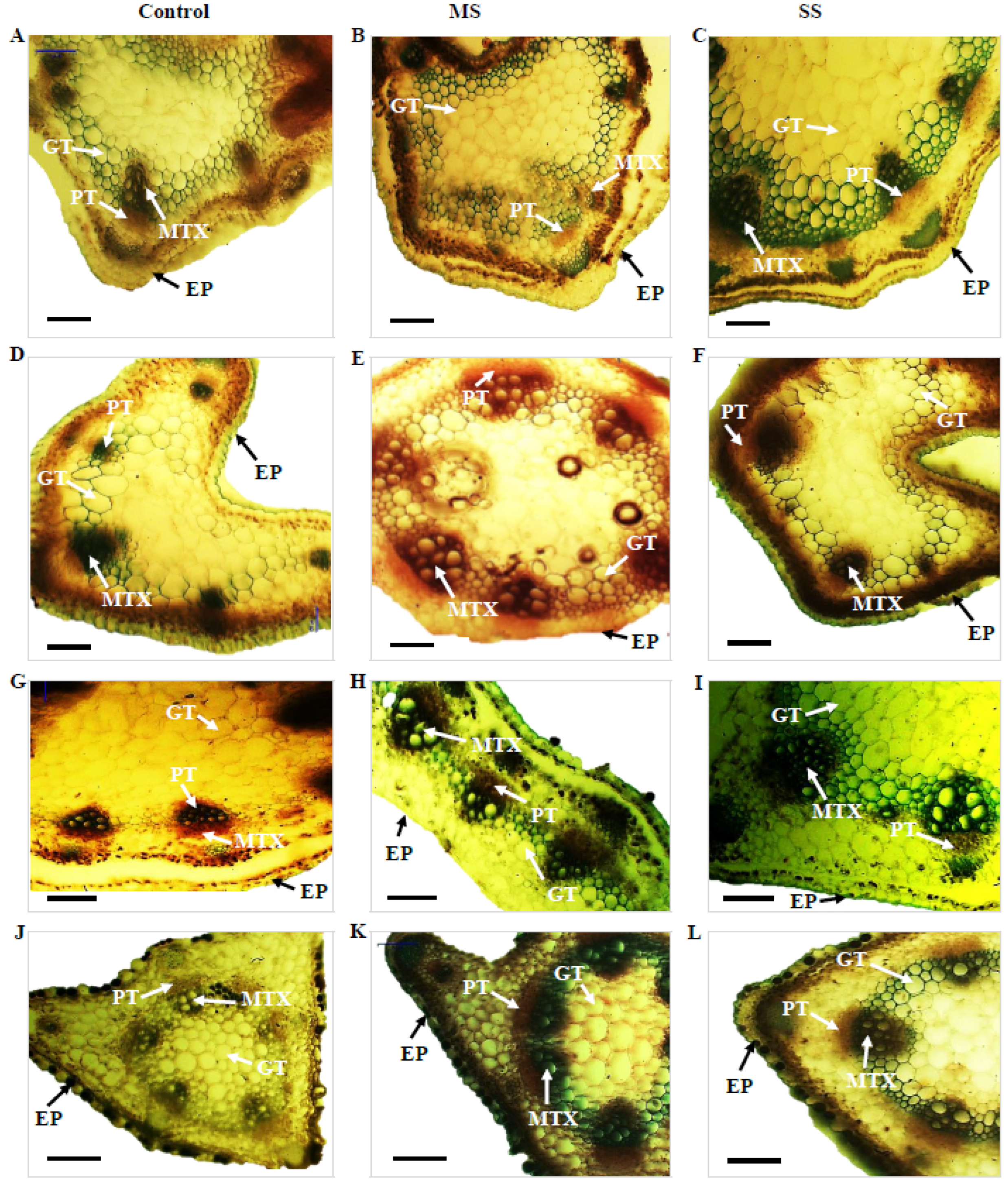 Genes 13 01877 g002a Genes 13 01877 g002a