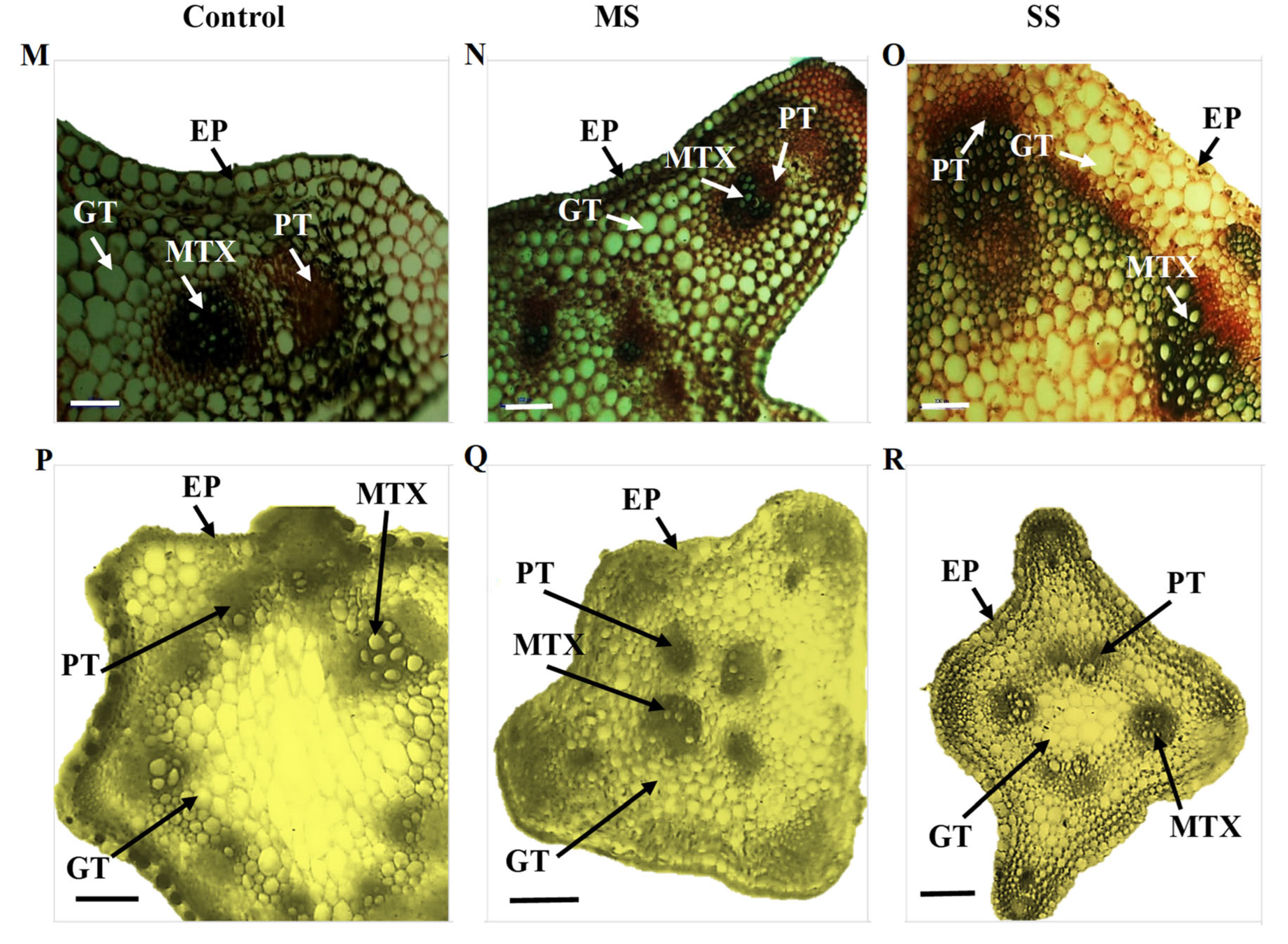 Genes 13 01877 g002b Genes 13 01877 g002b