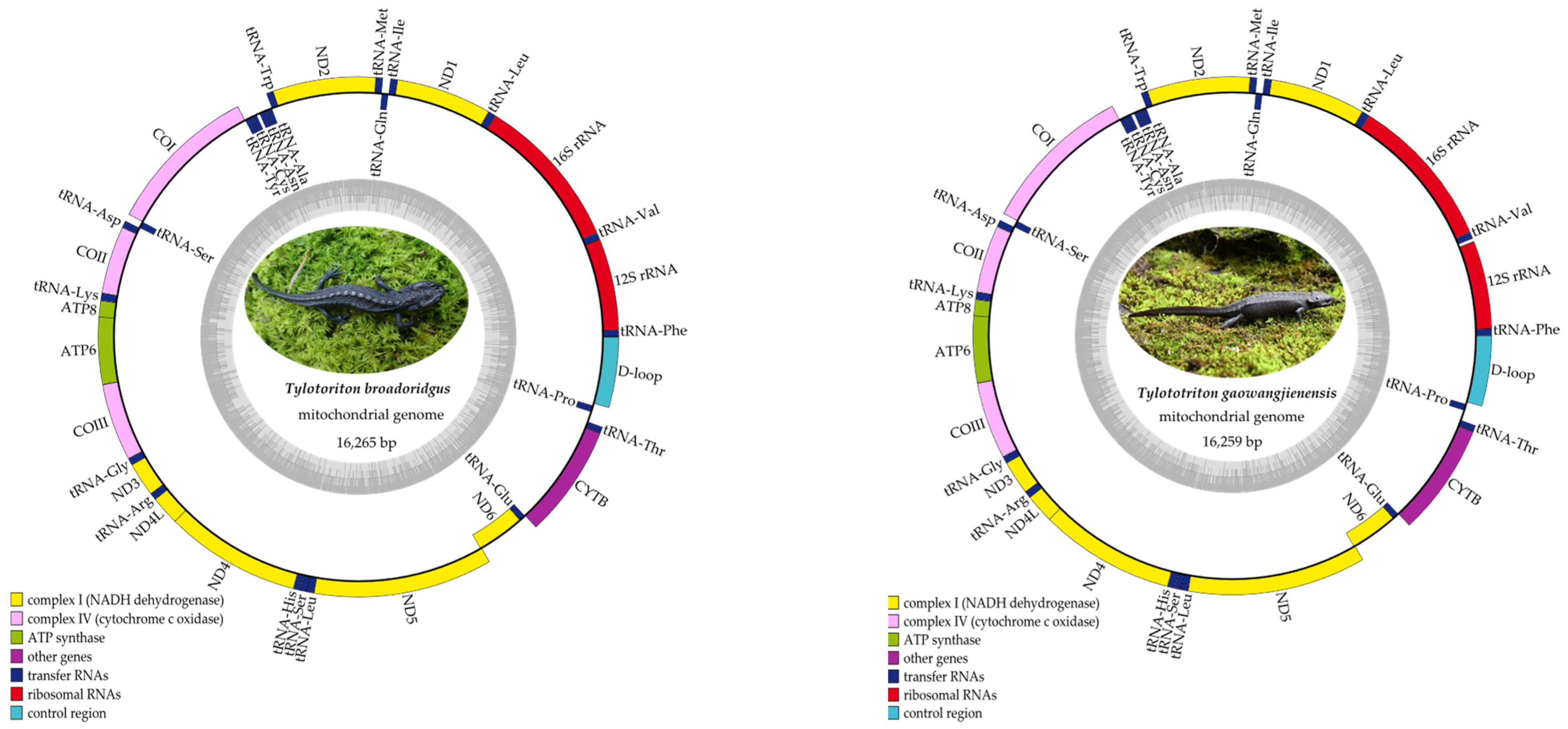 Genes 13 01878 g001 Genes 13 01878 g001