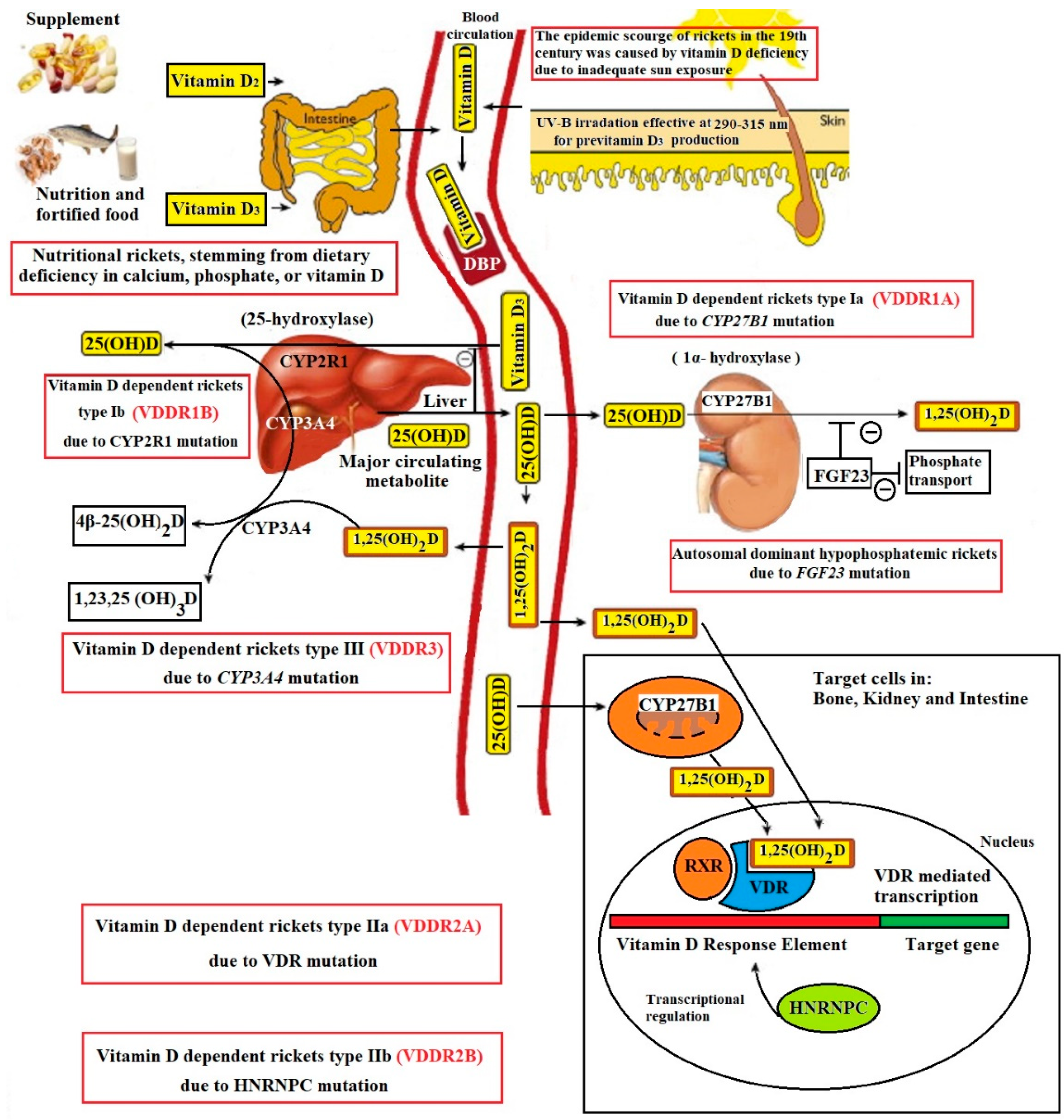 Figure, Dissection of the mandibular nerve.] - StatPearls - NCBI Bookshelf