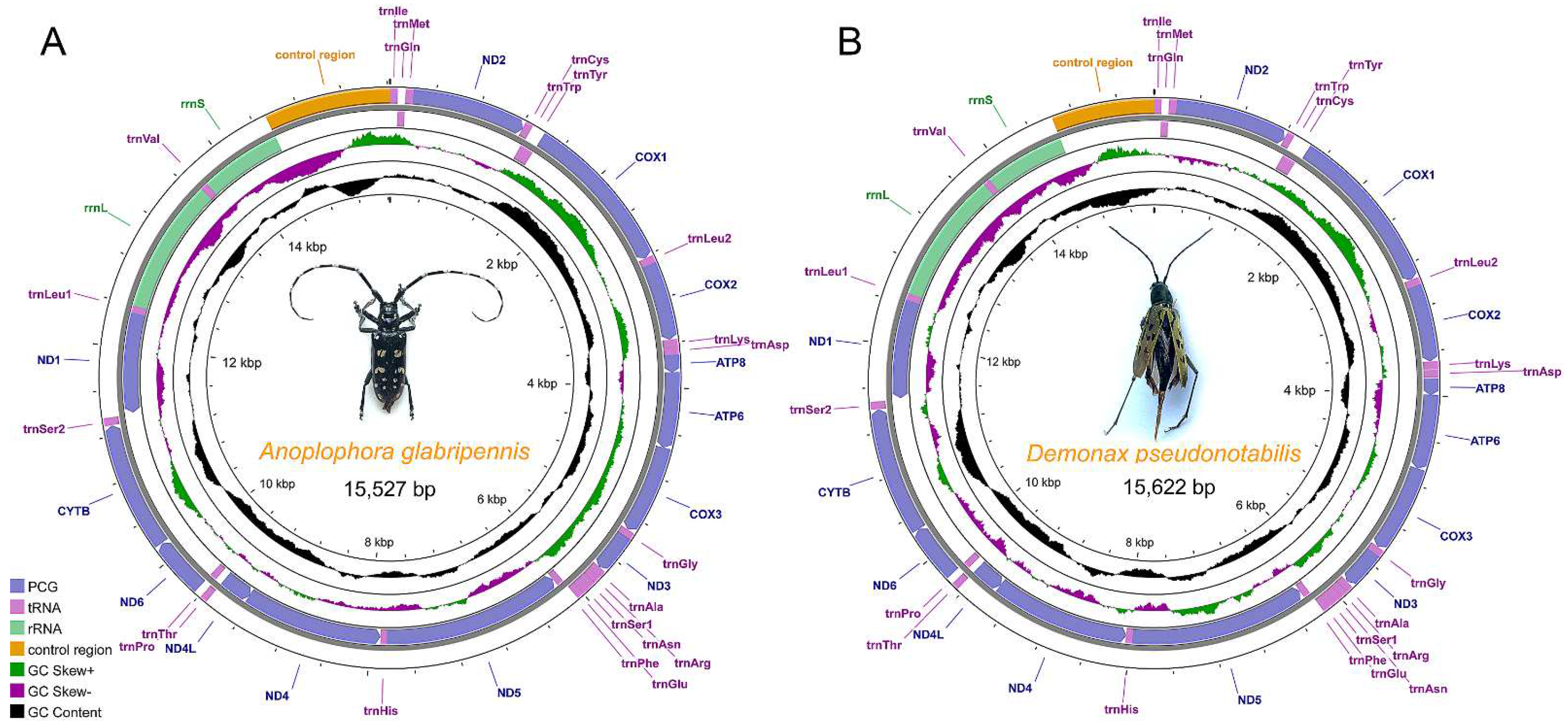 Complete Mitochondrial Genomes and Phylogenetic Positions of Two Longicorn  Beetles, Anoplophora glabripennis and Demonax pseudonotabilis (Coleoptera:  Cerambycidae)