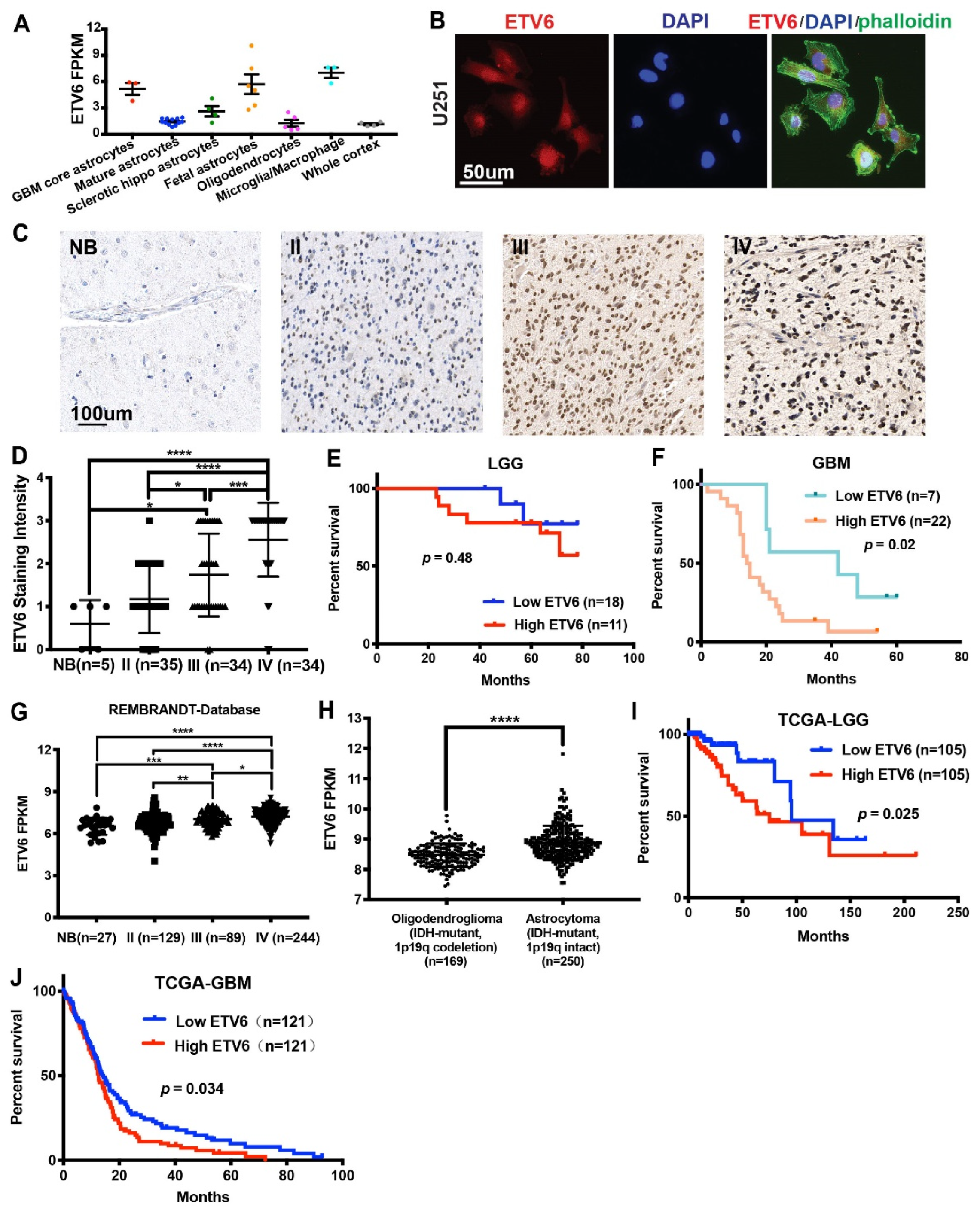 PK-NS（サイズ0） Elevated ETV6 Expression in Glioma Promotes an Aggressive In