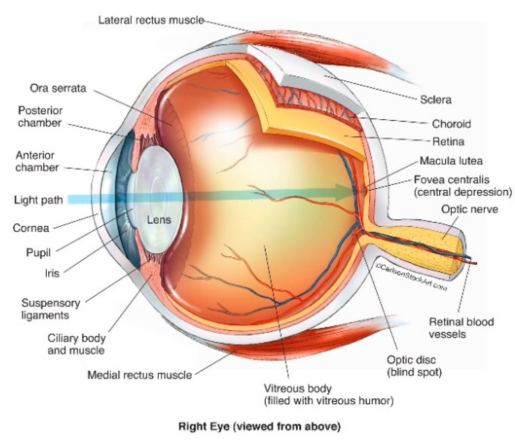 Genes 13 01885 g001 Genes 13 01885 g001