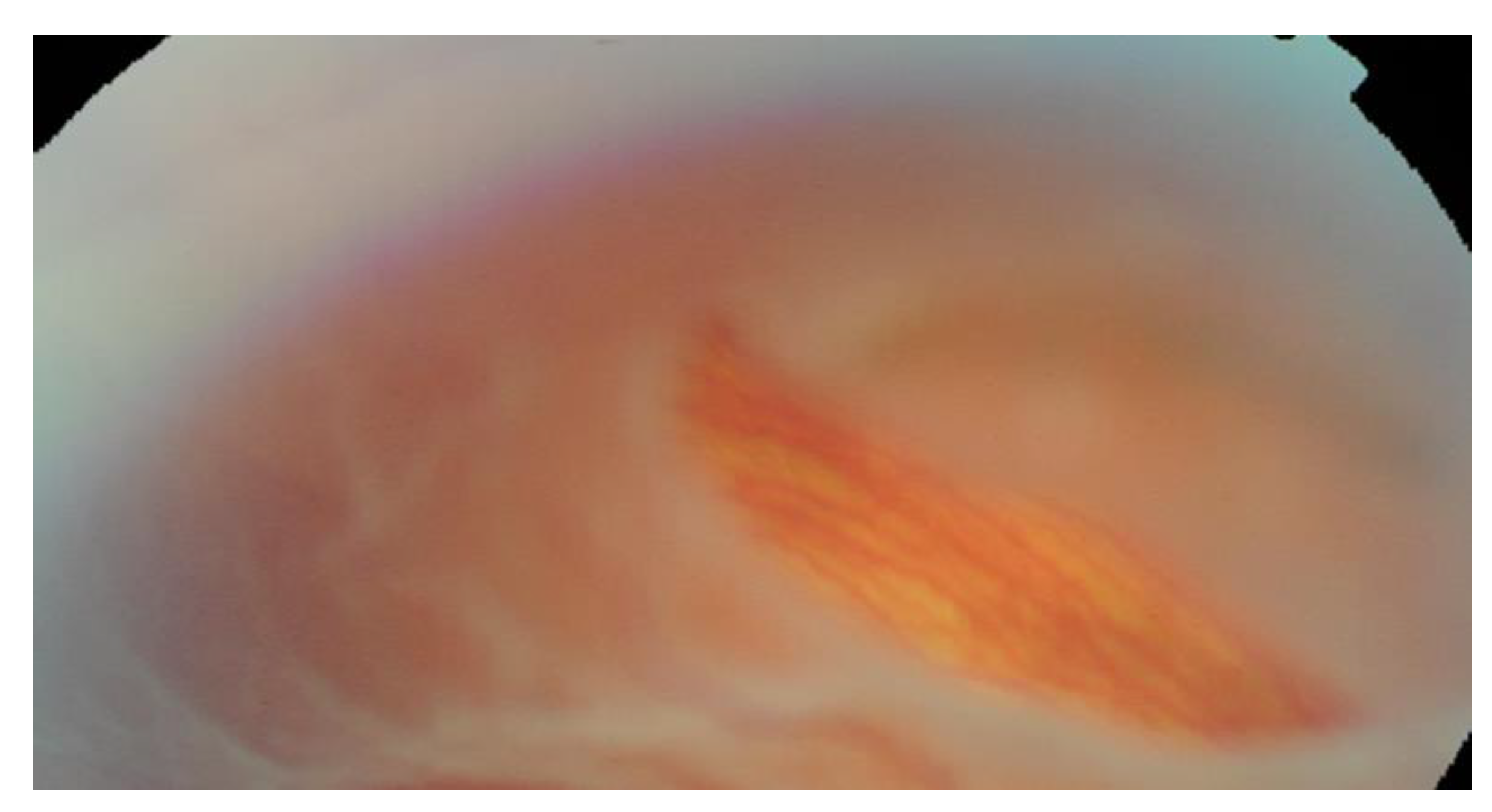 Genes 13 01885 g002 Genes 13 01885 g002