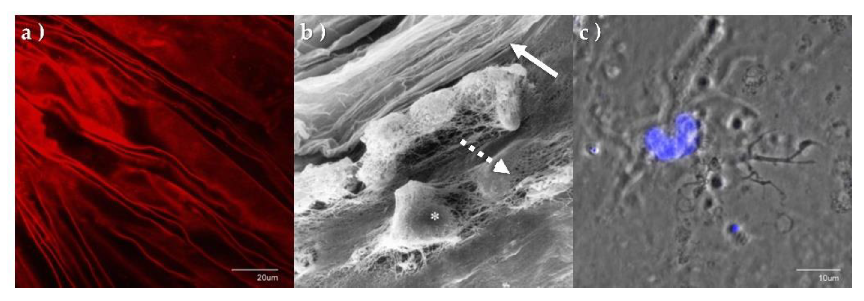 Genes 13 01885 g003 Genes 13 01885 g003