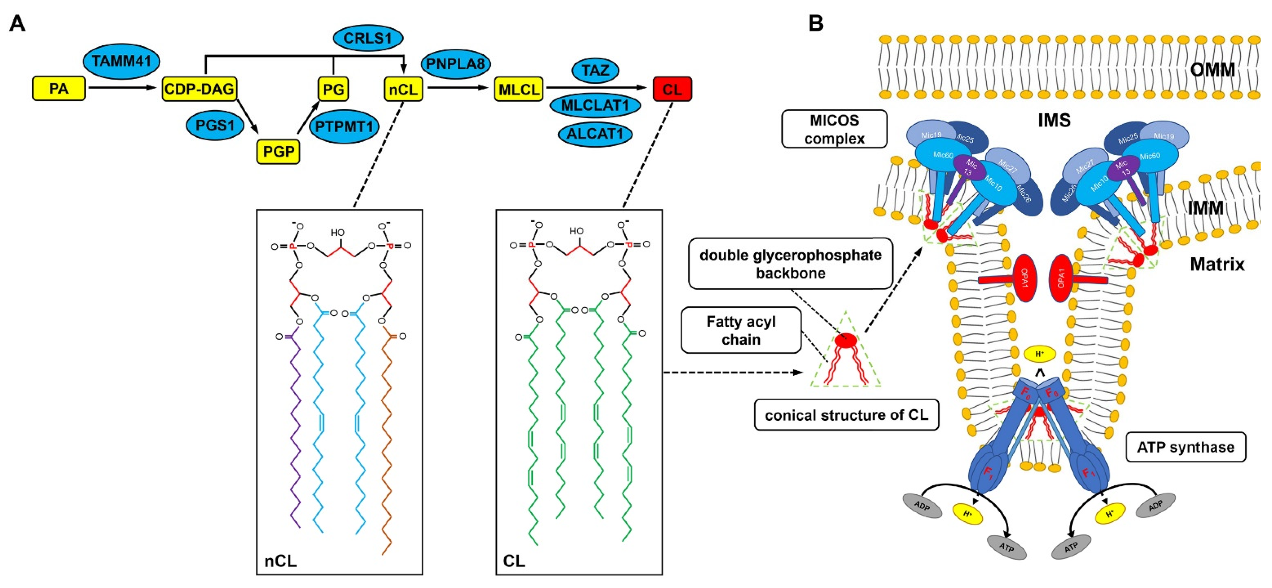 Genes 13 01889 g001