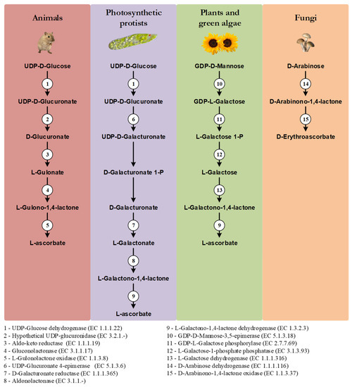 glutathione-ascorbic acid antioxidant system in animals Vitamin C: From nutrition to oxygen sensing and epigenetics The Antioxidants Glutathione, Ascorbic Acid
