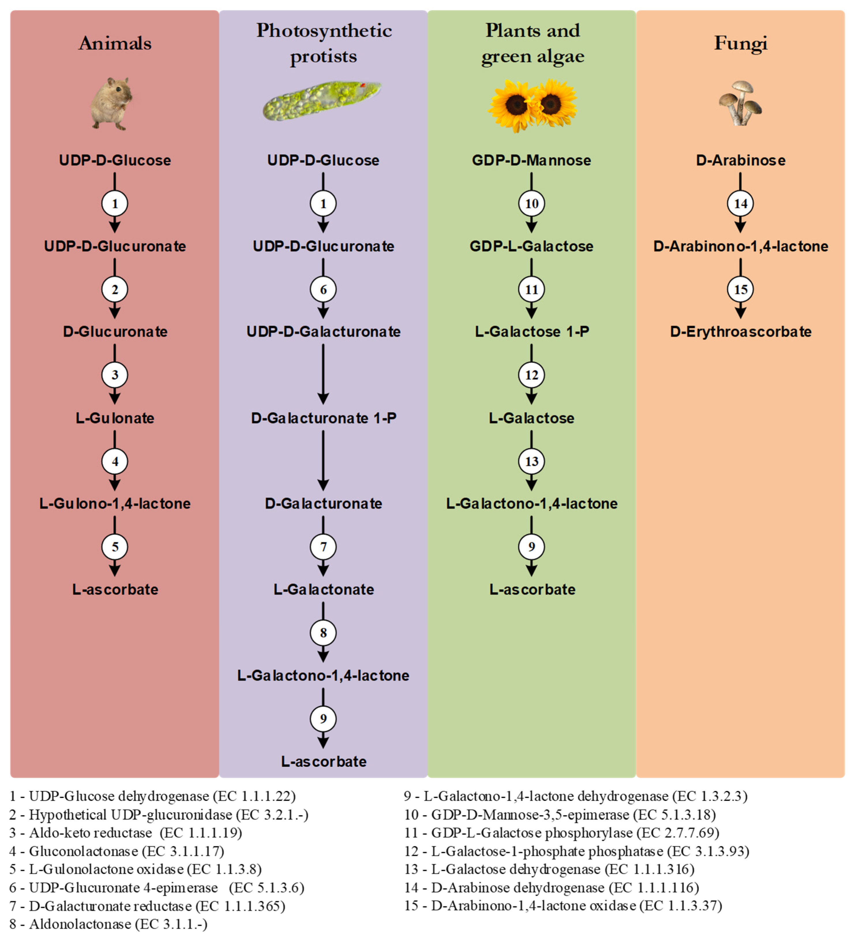 Genes 13 01917 g001 550