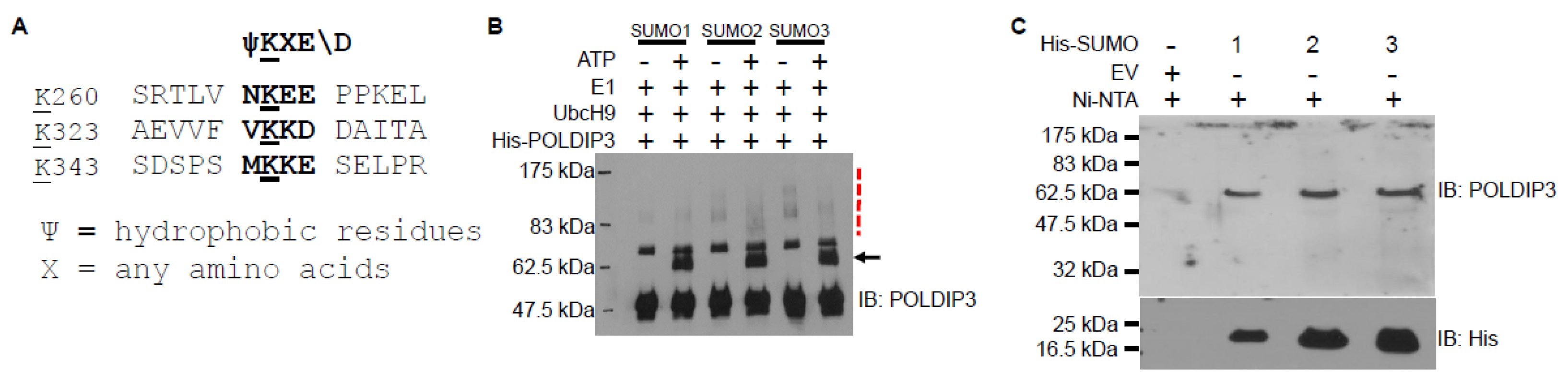 Genes 13 01921 g004 Genes 13 01921 g004