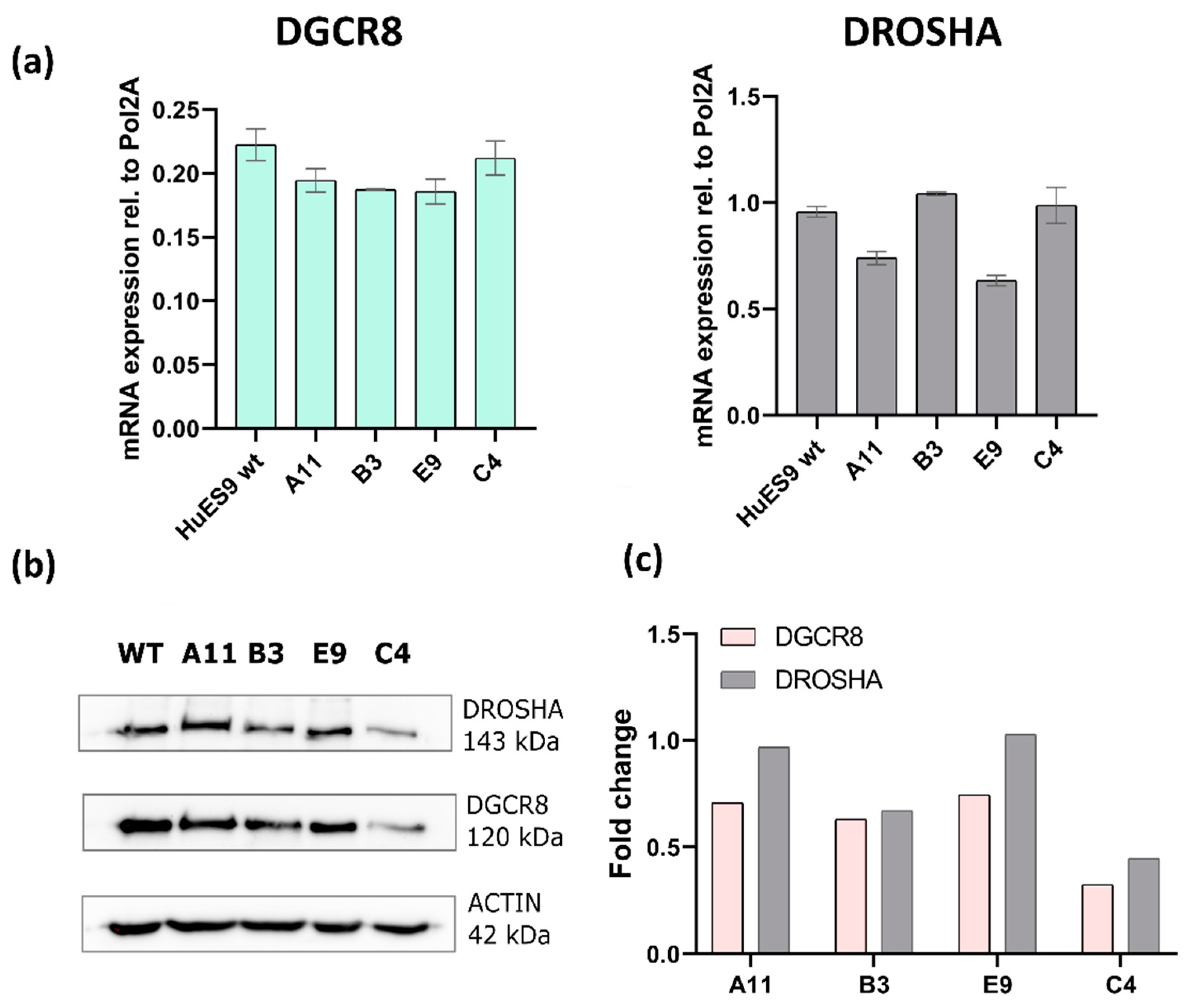 Genes 13 01925 g004 Genes 13 01925 g004