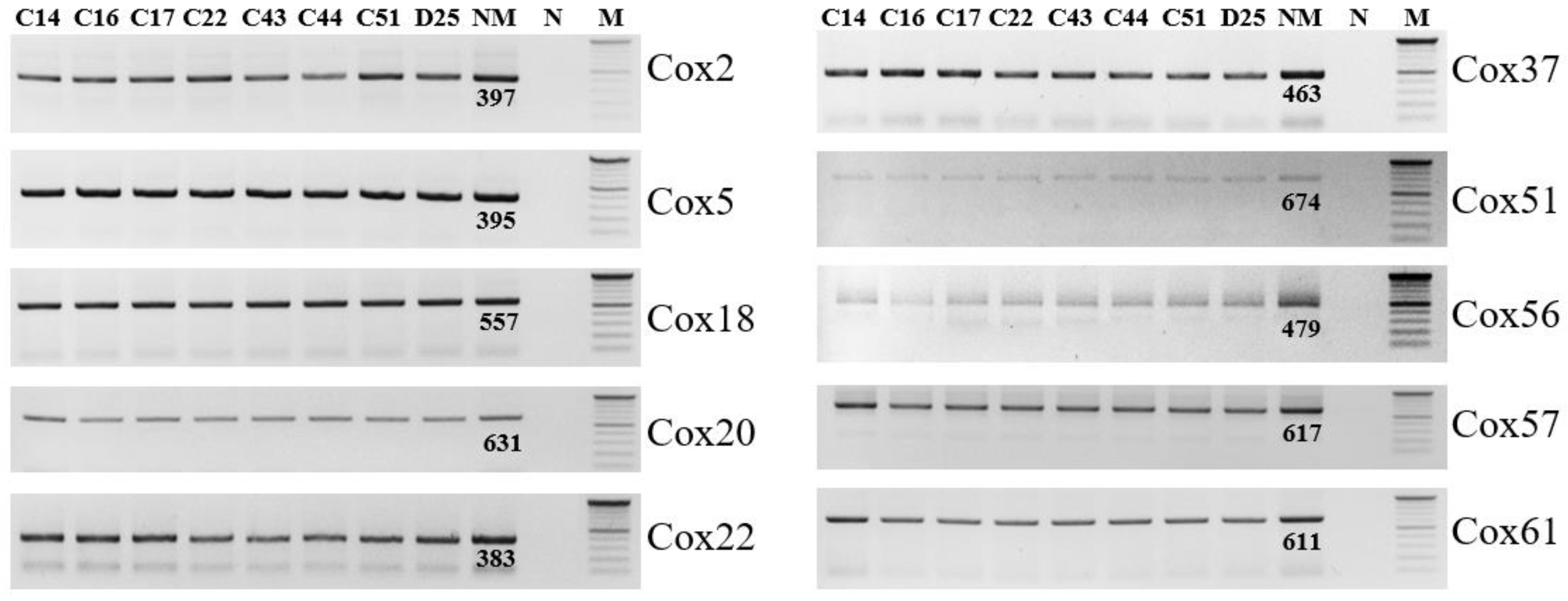 Genes 13 01927 g004