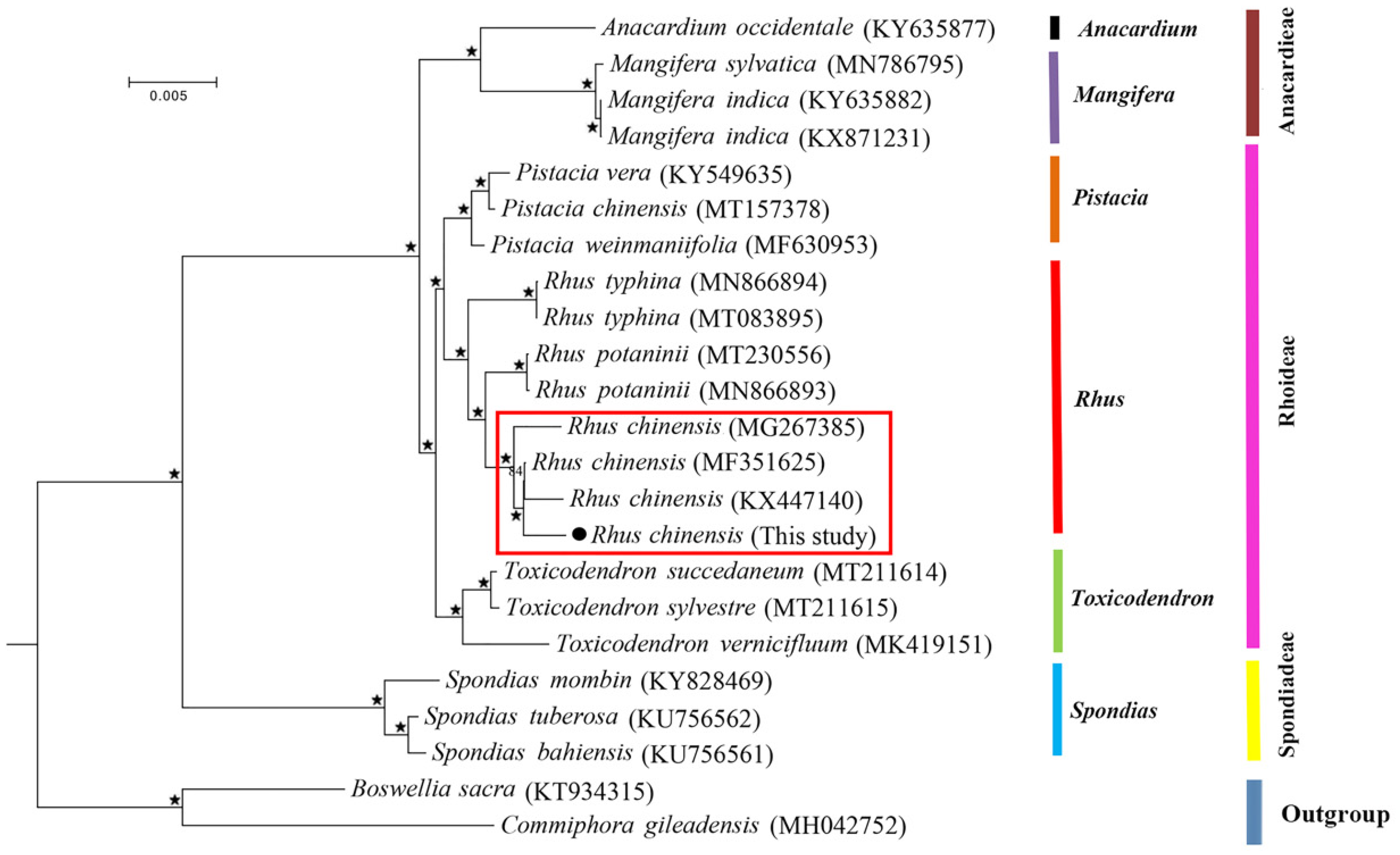 Genes | Free Full-Text | Variation among the Complete Chloroplast 