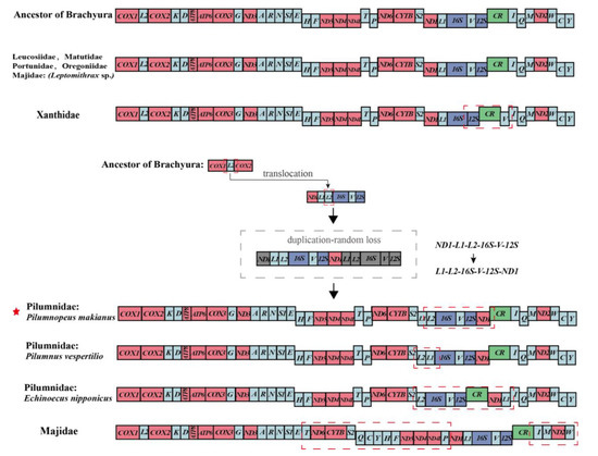 The Complete Mitochondrial Genome of Pilumnopeus Makianus (Brachyura ...