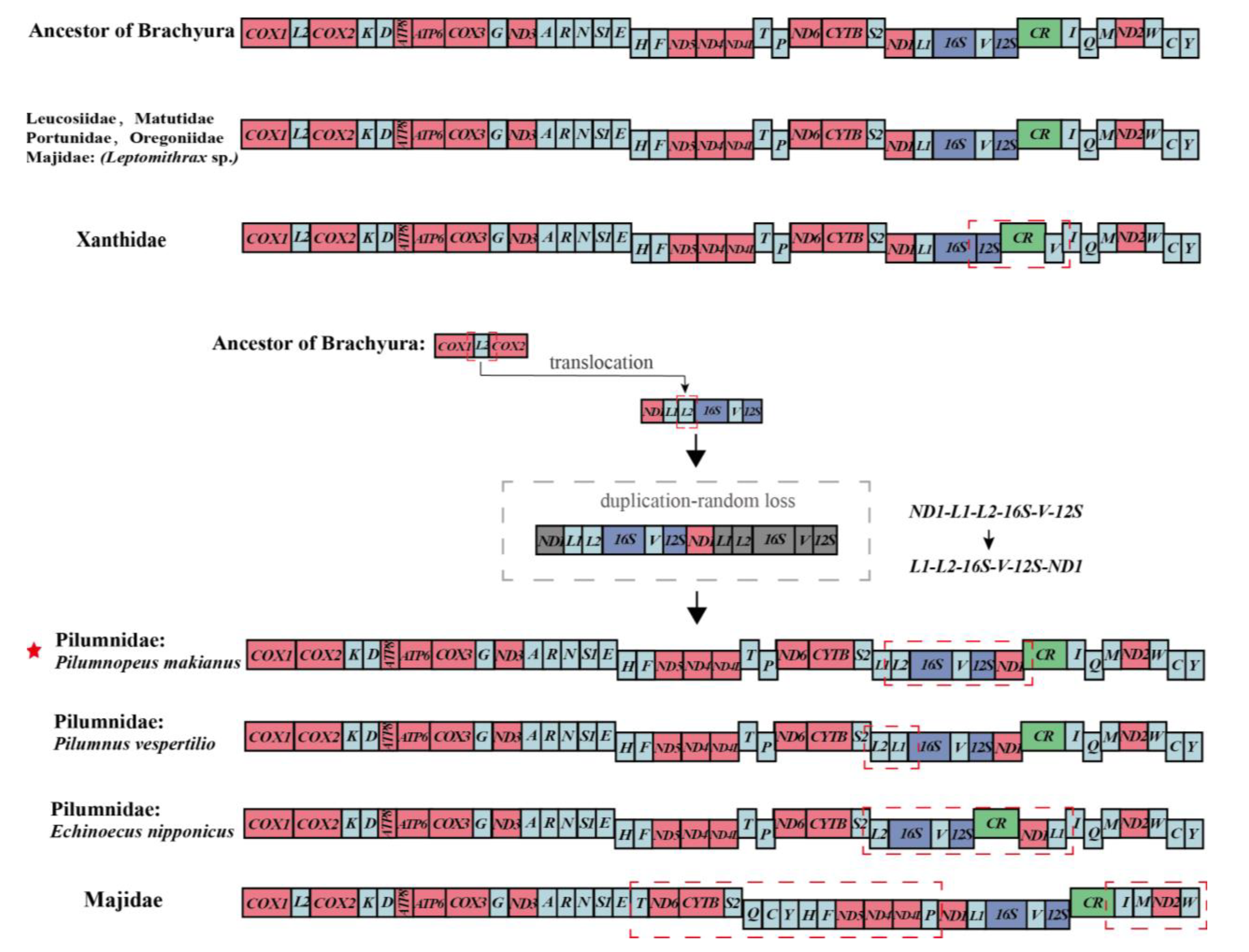 Genes 13 01943 g004